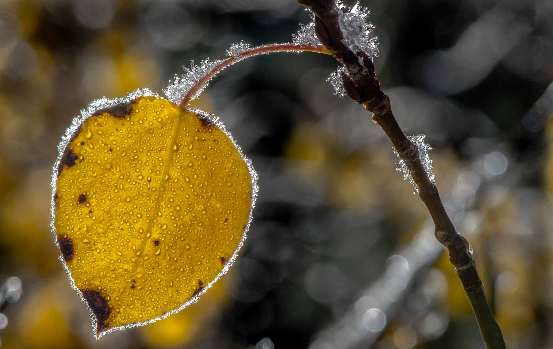 Free download wallpaper Nature, Close Up, Leaf, Earth, Frost on your PC desktop