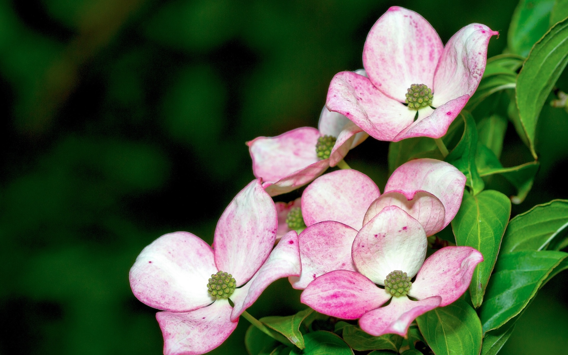 Descarga gratis la imagen Flores, Flor, Tierra/naturaleza en el escritorio de tu PC