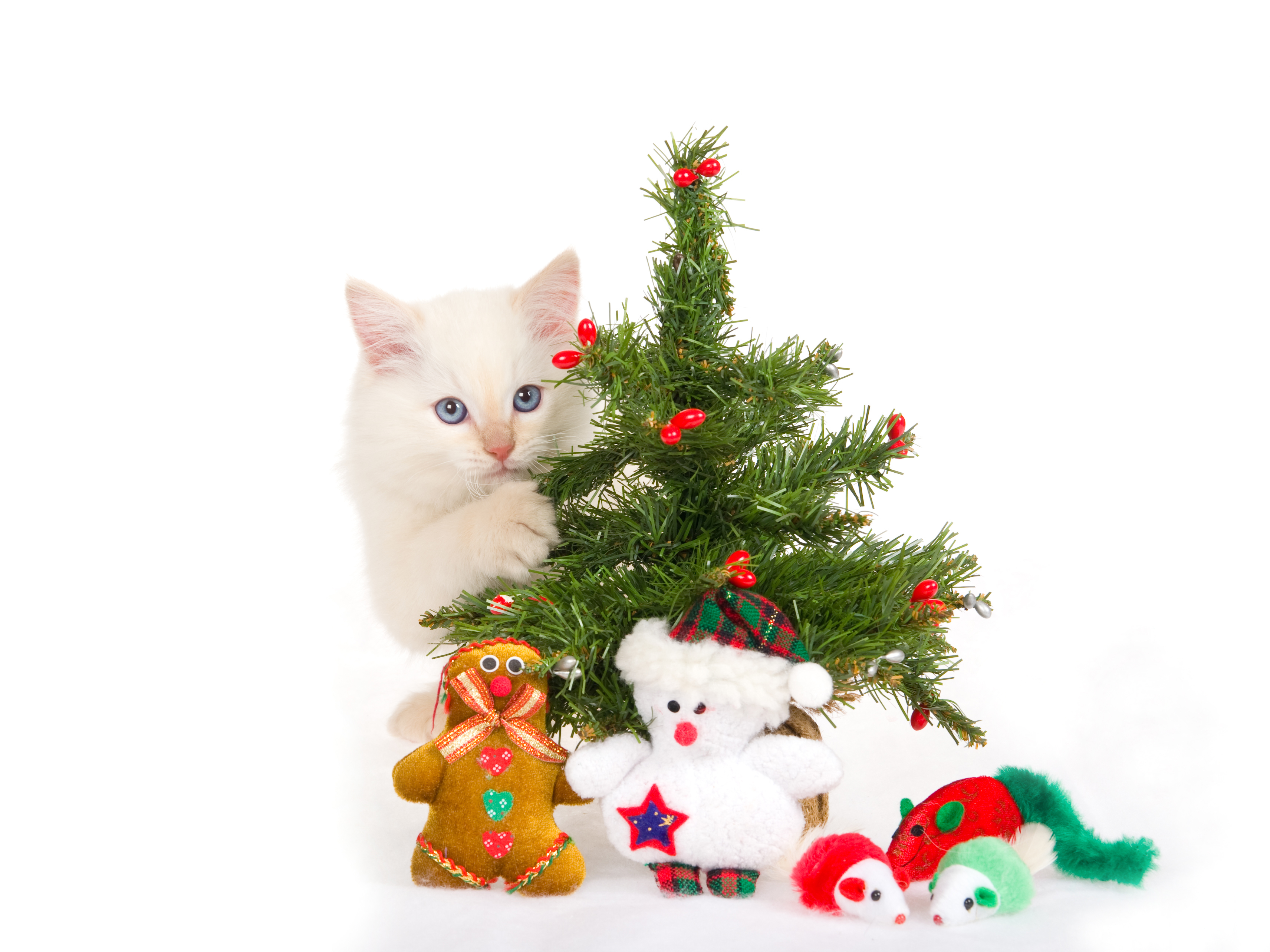 Baixe gratuitamente a imagem Férias, Animais, Gatos, Ano Novo, Natal na área de trabalho do seu PC