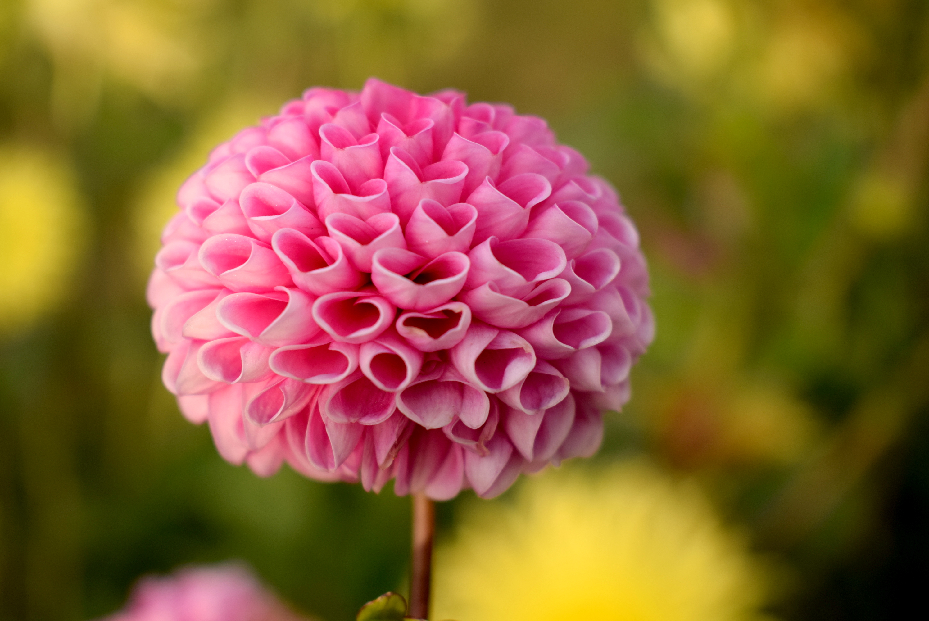 Téléchargez gratuitement l'image Fleurs, Fleur, Dahlia, La Nature, Terre/nature, Fleur Rose sur le bureau de votre PC