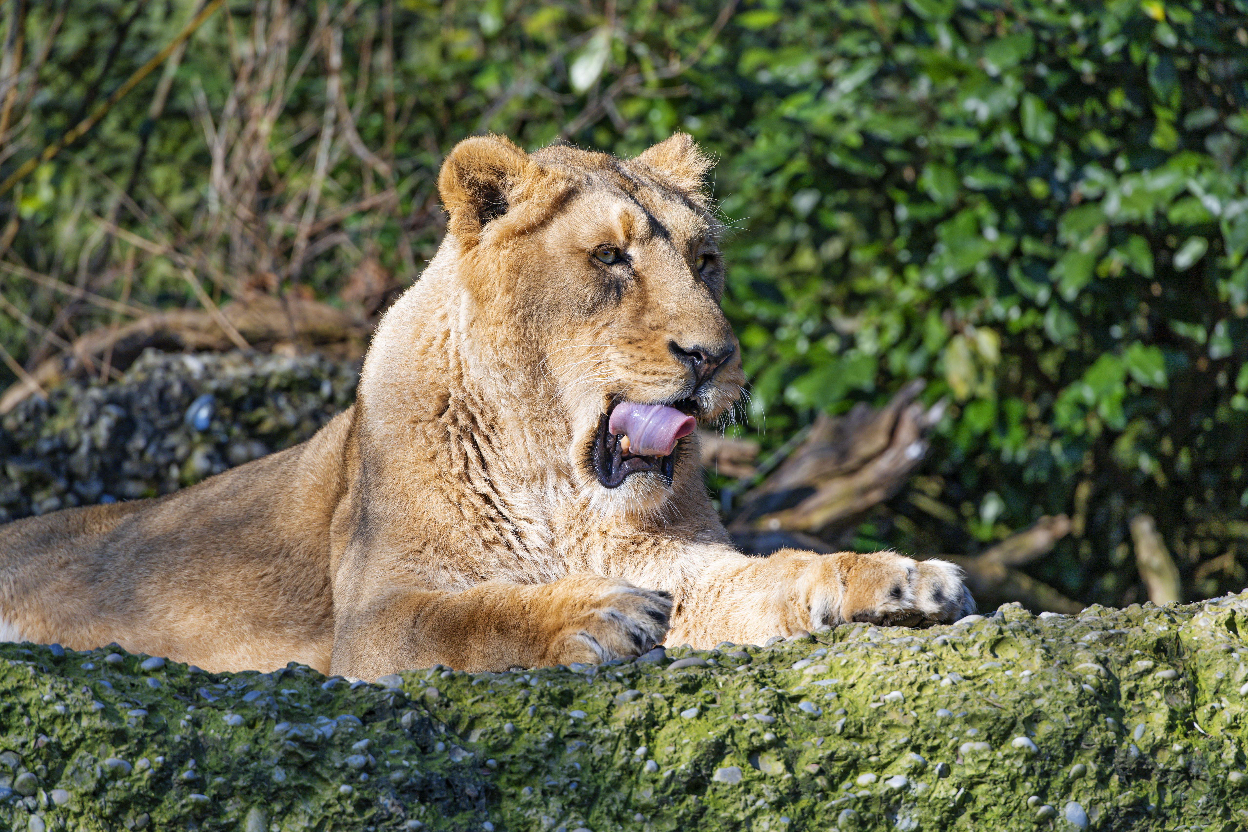 Download mobile wallpaper Tongue Stuck Out, Protruding Tongue, Predator, Animals, Big Cat, Lioness for free.