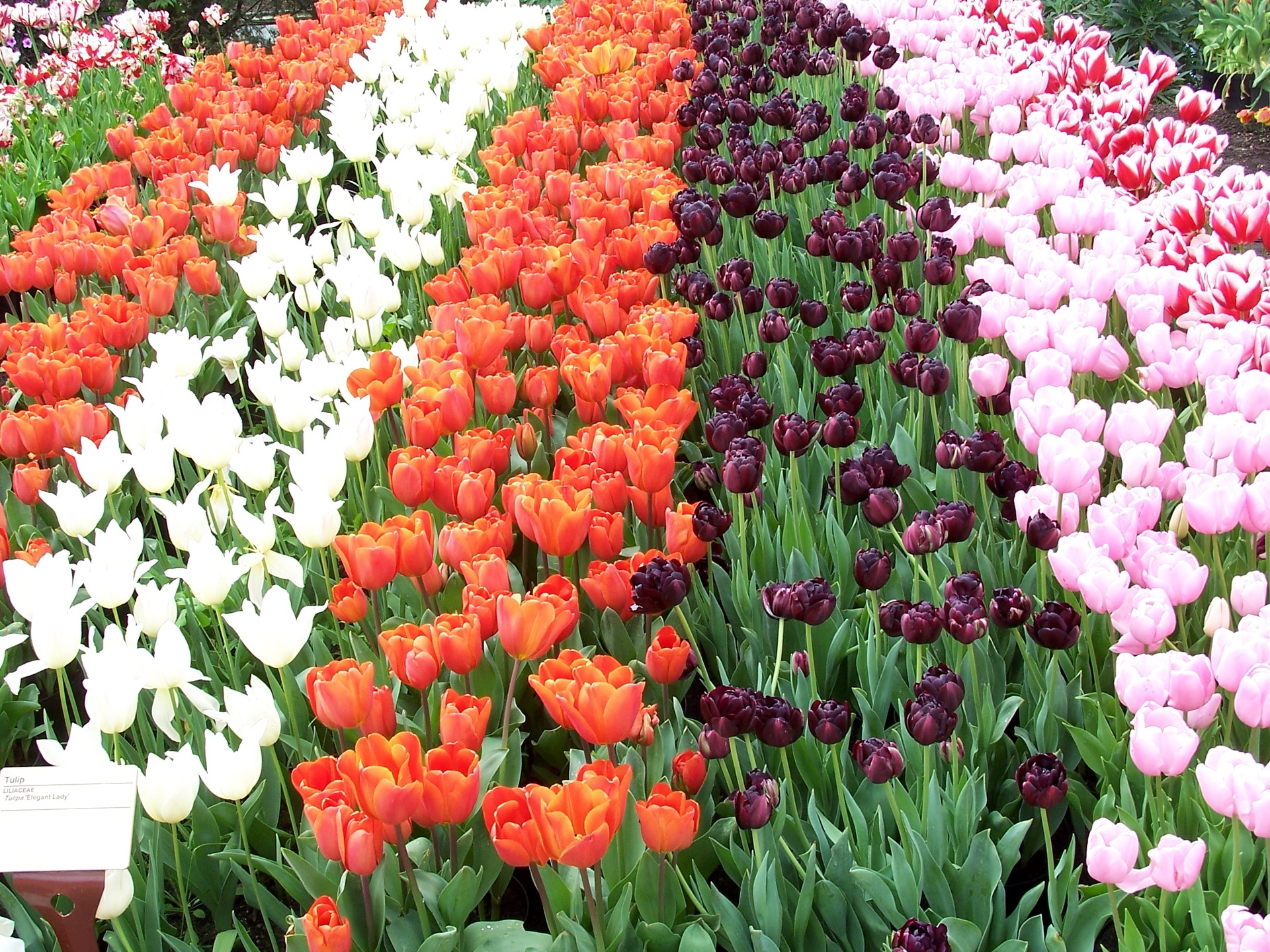 different, tulips, flowers, rows, ranks