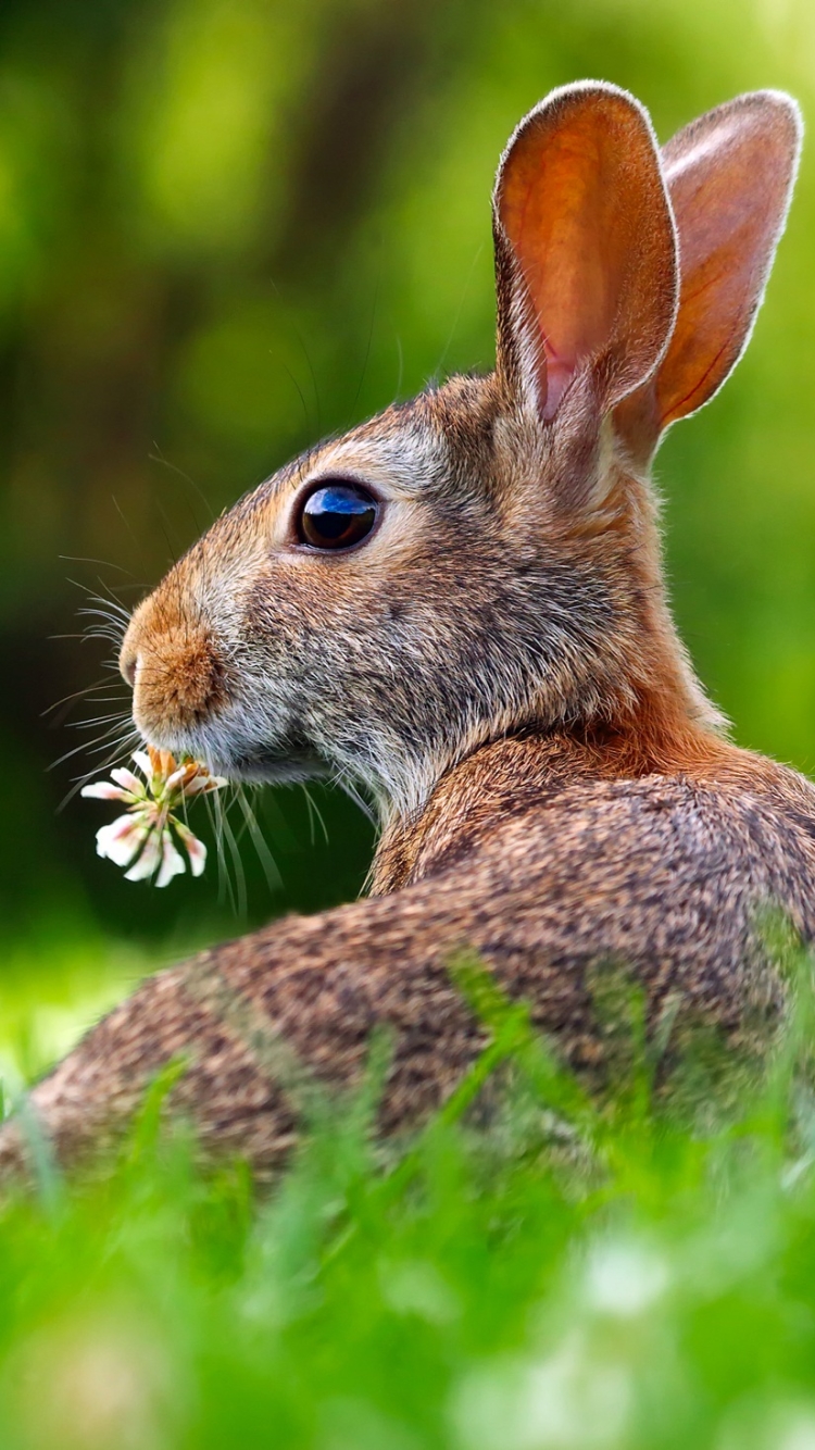 Download mobile wallpaper Grass, Close Up, Animal, Rabbit, Hare for free.