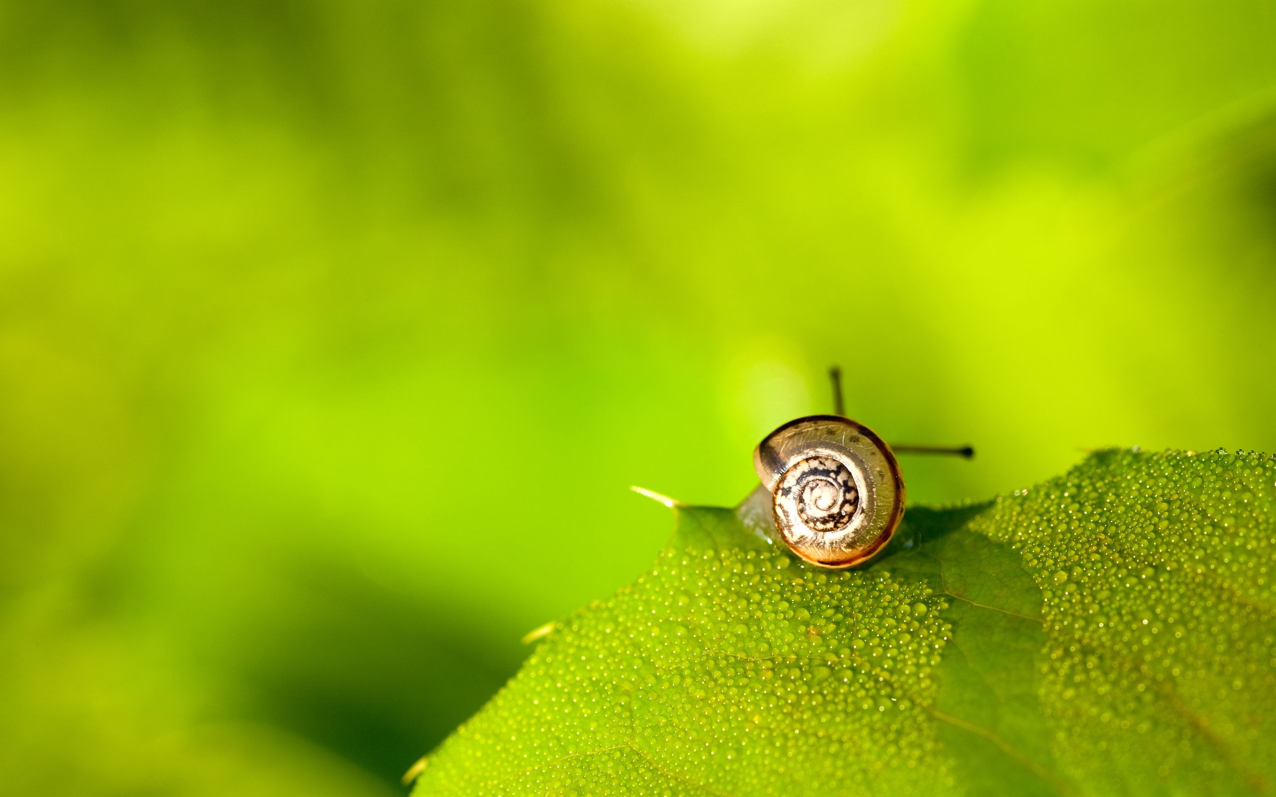 571814 Hintergrundbilder und Schnecke Bilder auf dem Desktop. Laden Sie  Bildschirmschoner kostenlos auf den PC herunter