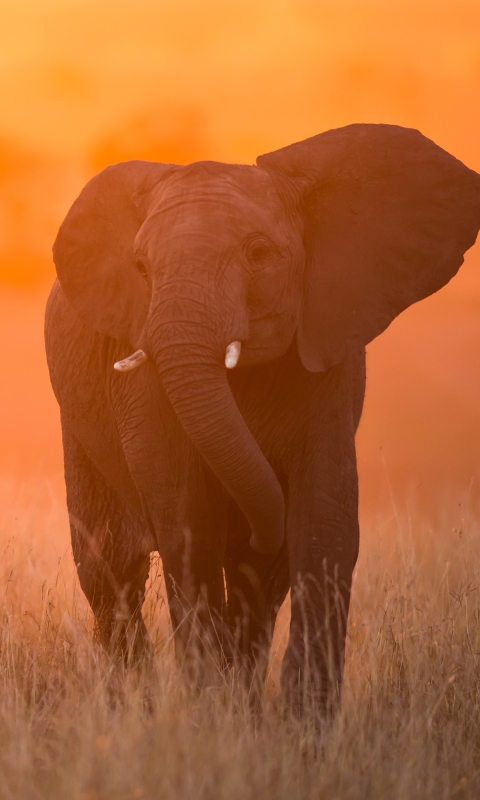 Download mobile wallpaper Sunset, Elephants, Animal, Elephant, African Bush Elephant, Depth Of Field for free.