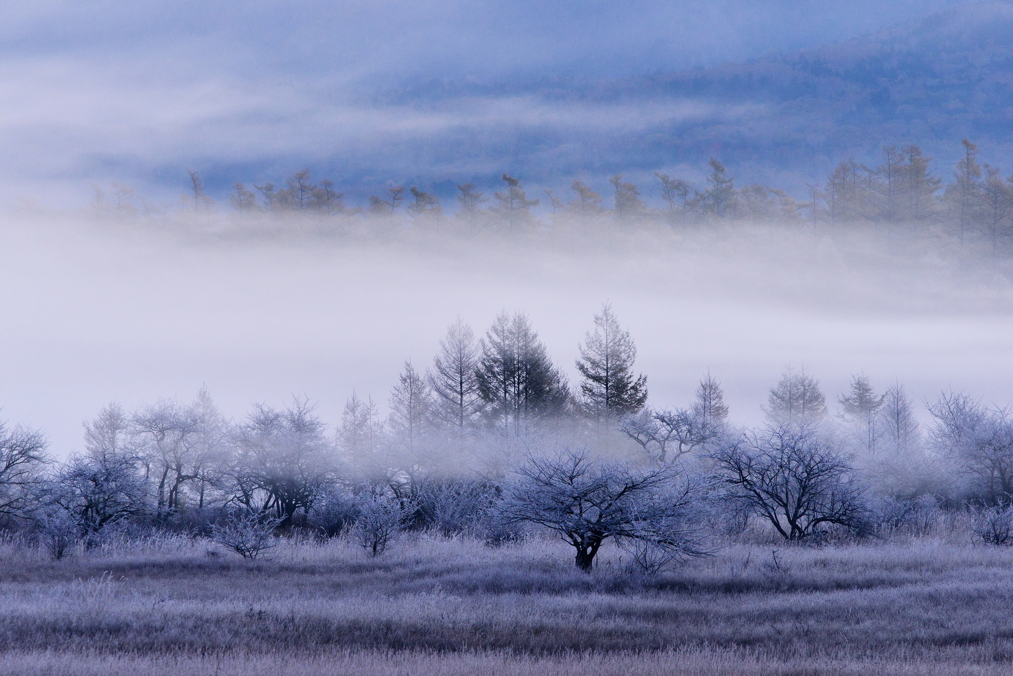 Laden Sie das Natur, Baum, Nebel, Erde/natur-Bild kostenlos auf Ihren PC-Desktop herunter