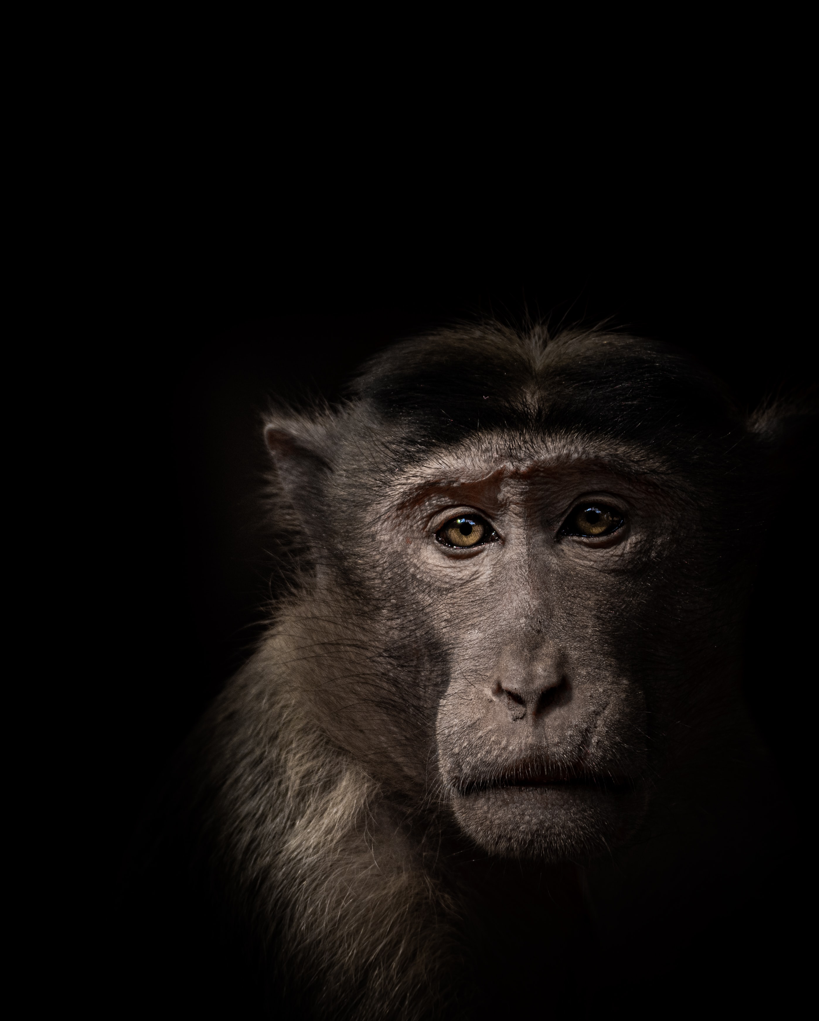 Laden Sie das Schnauze, Das Schwarze, Ein Affe, Tiere, Tier, Affe-Bild kostenlos auf Ihren PC-Desktop herunter