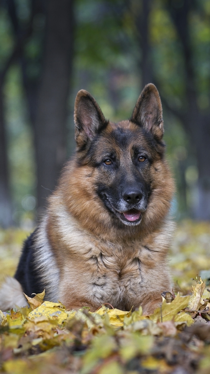 Download mobile wallpaper Dogs, Dog, Animal, German Shepherd, Doberman Pinscher for free.
