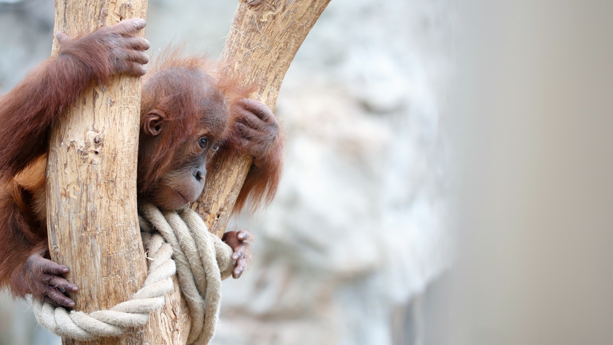 291627 télécharger l'image animaux, orang outan, singes - fonds d'écran et économiseurs d'écran gratuits