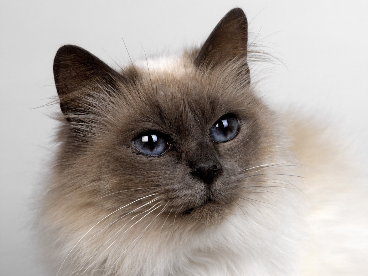 Завантажити шпалери безкоштовно Кішки, Тварини картинка на робочий стіл ПК