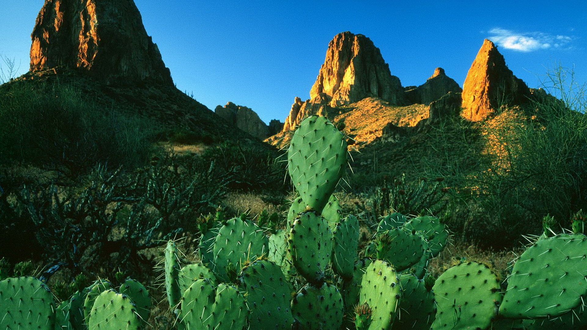 180609 télécharger le fond d'écran cactus, terre/nature, vert, montagne, la nature - économiseurs d'écran et images gratuitement
