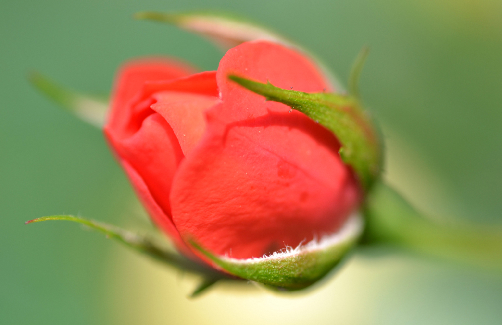 Laden Sie das Rose, Knospe, Bud, Unschärfe, Glatt, Makro-Bild kostenlos auf Ihren PC-Desktop herunter