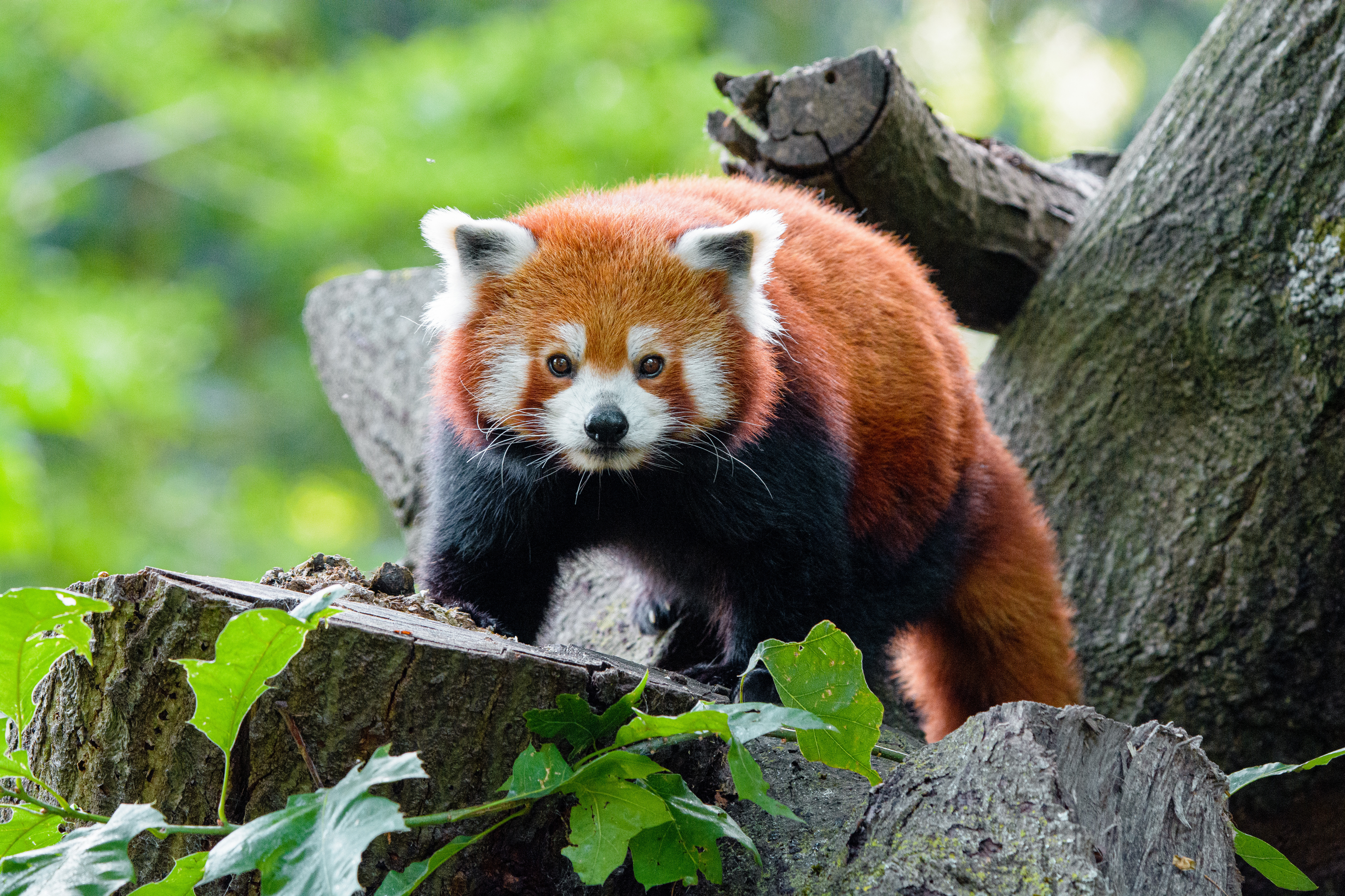 Handy-Wallpaper Schnauze, Meinung, Panda, Sicht, Roter Panda, Tiere kostenlos herunterladen.