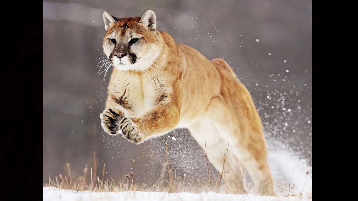 Free download wallpaper Animal, Cougar on your PC desktop