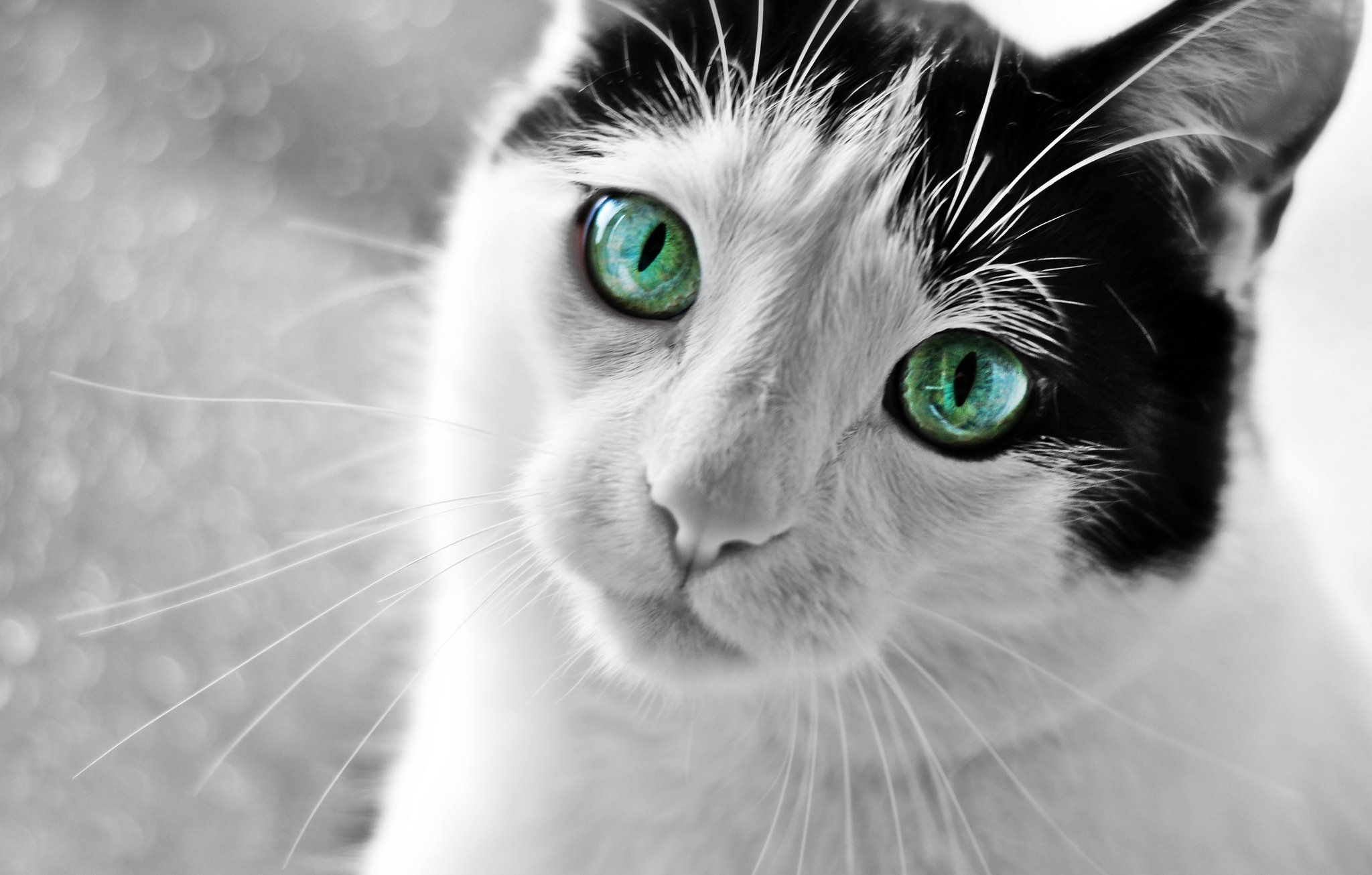 Download mobile wallpaper Cats, Cat, Animal, Green Eyes, Stare for free.