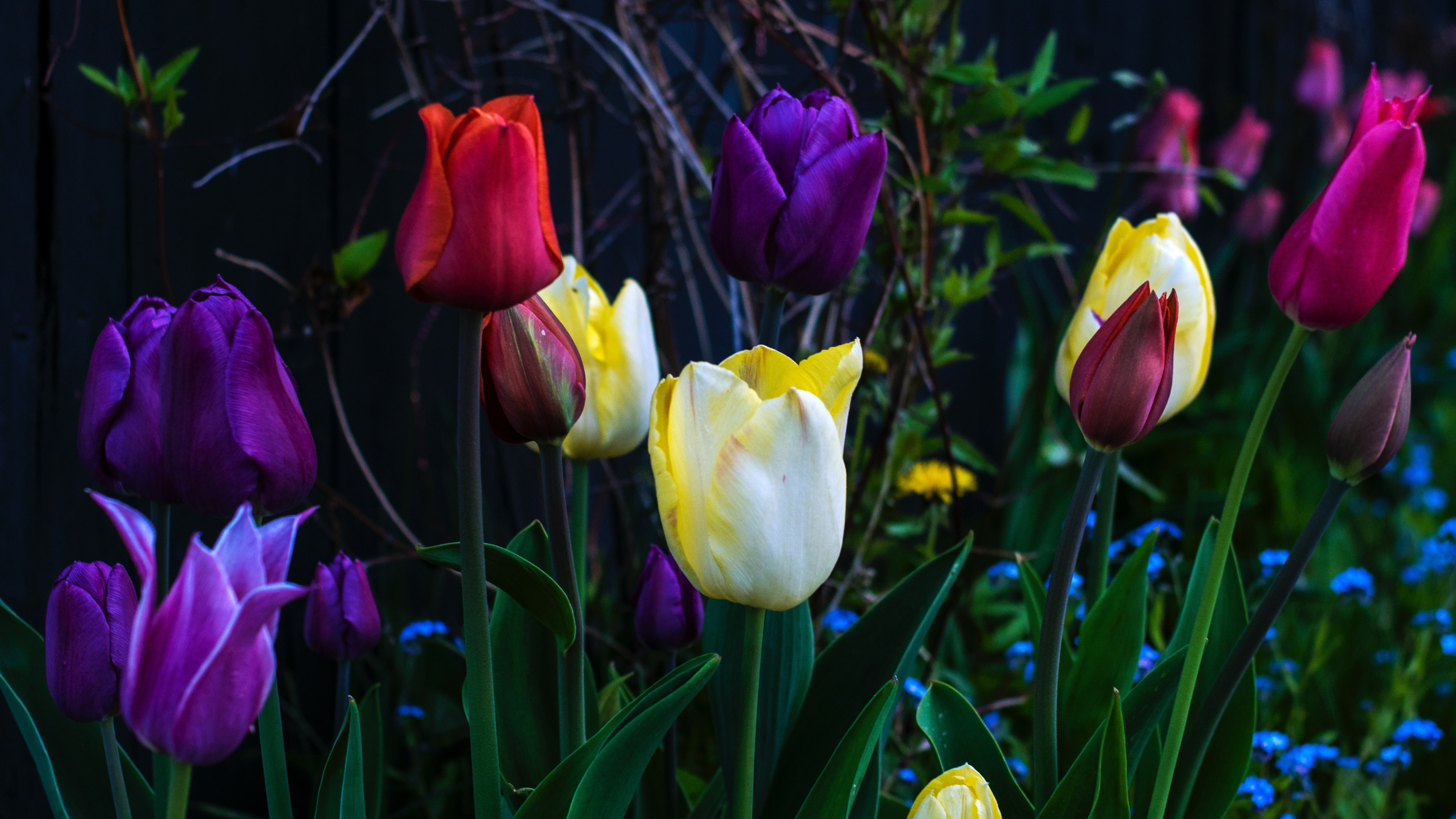 Baixe gratuitamente a imagem Flores, Primavera, Tulipa, Flor Amarela, Flor Roxa, Flor Vermelha, Terra/natureza na área de trabalho do seu PC