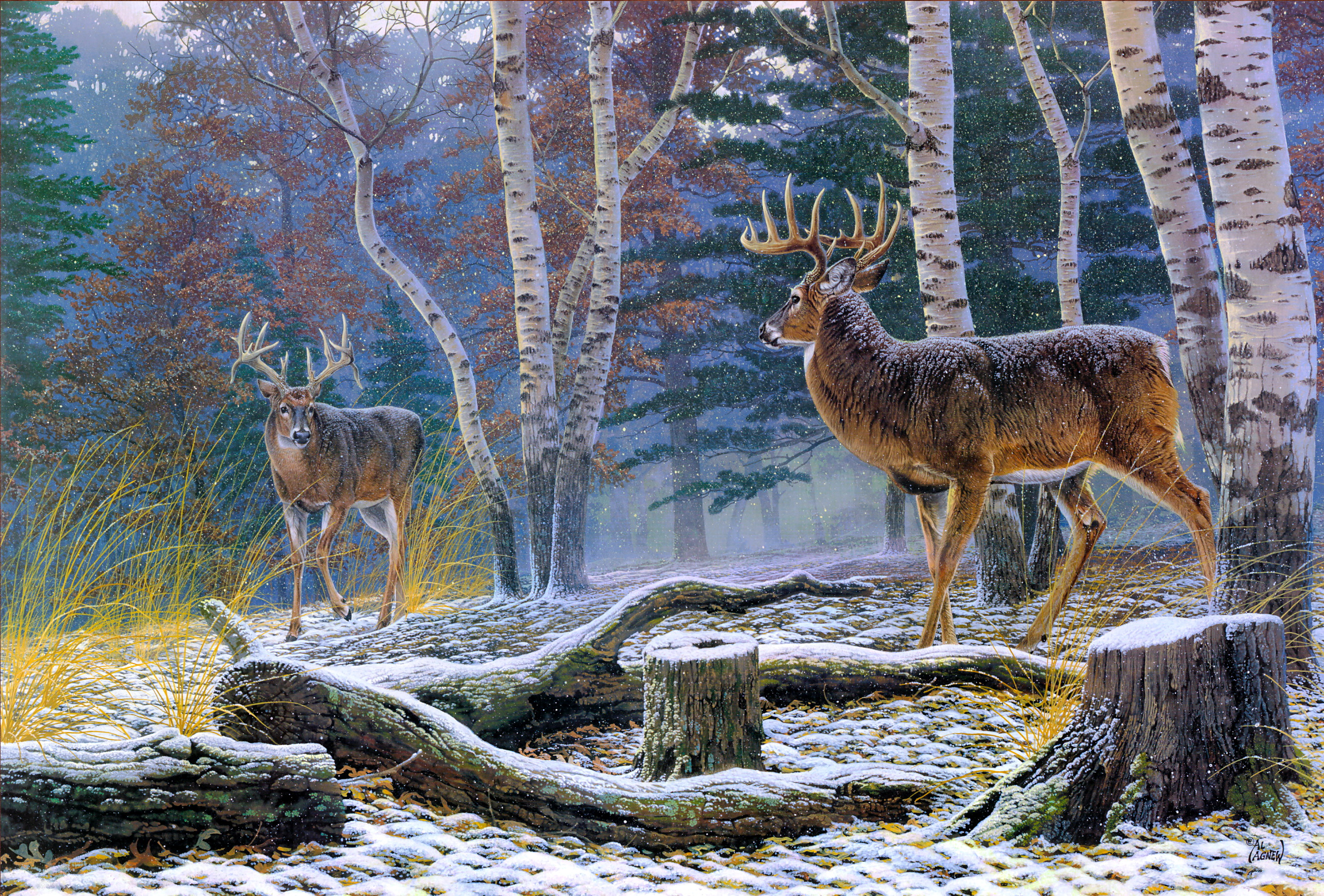 Download mobile wallpaper Animal, Deer for free.