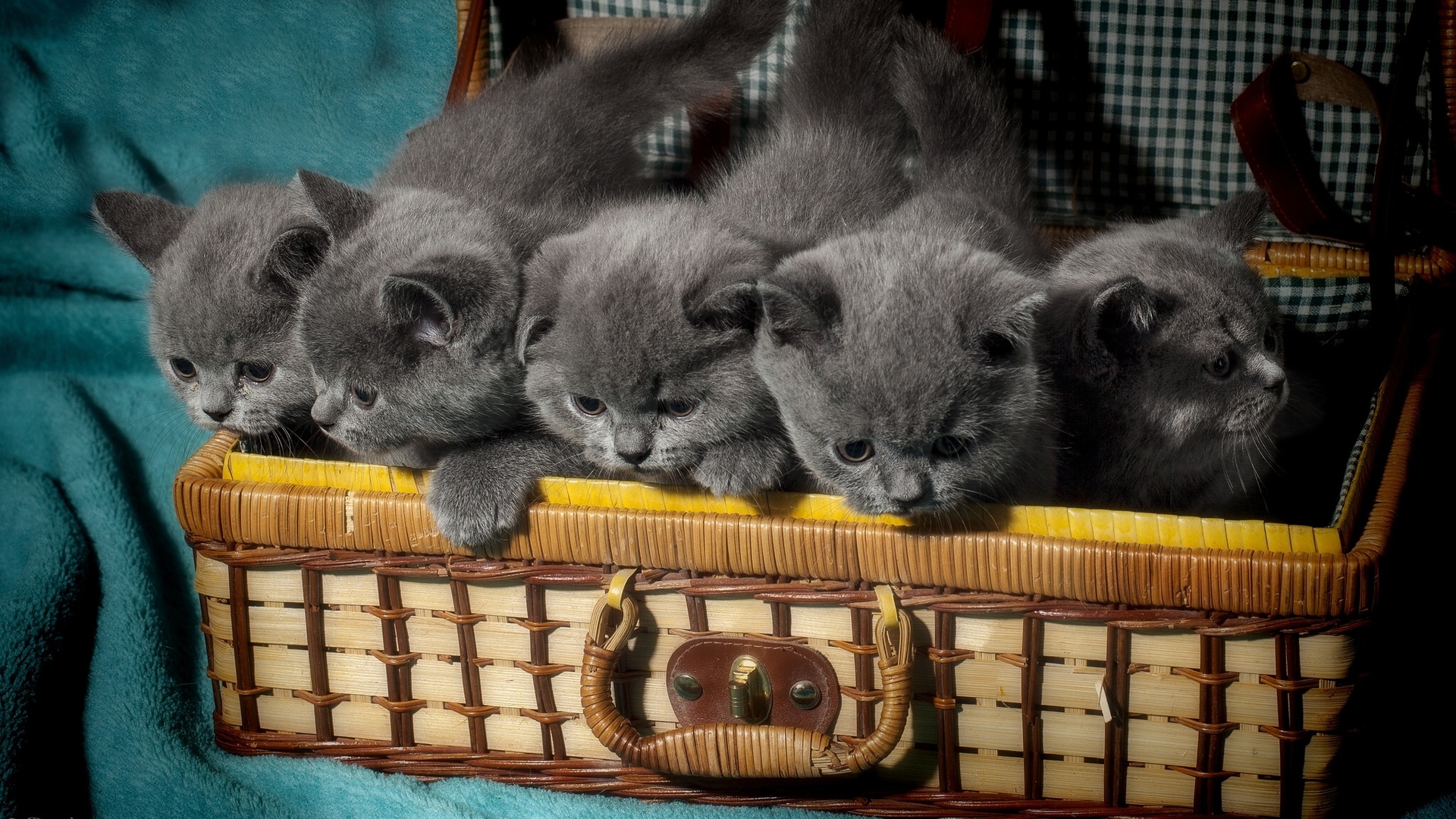 Baixar papel de parede para celular de Animais, Gatos, Gato gratuito.