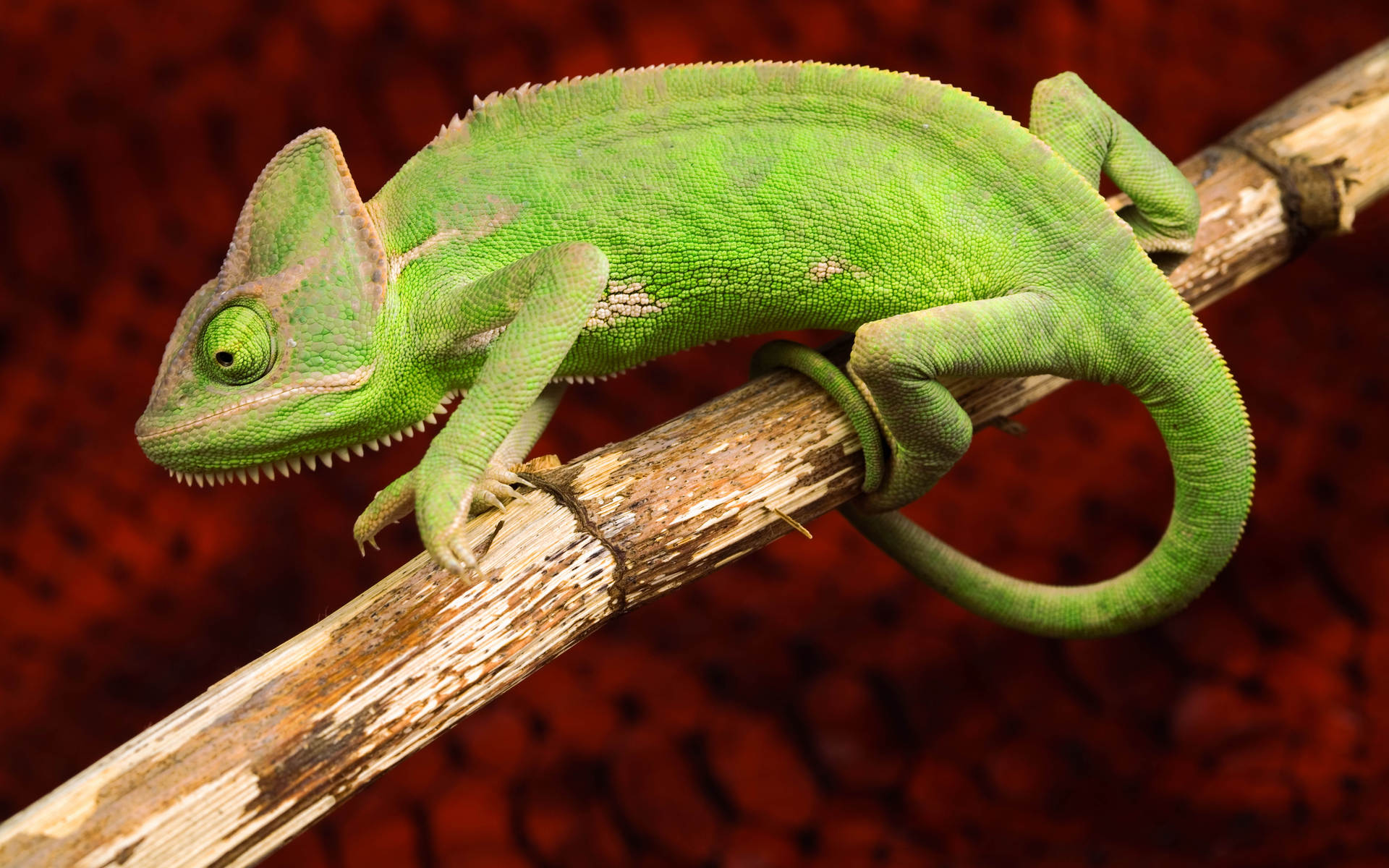 Free download wallpaper Animal, Chameleon on your PC desktop