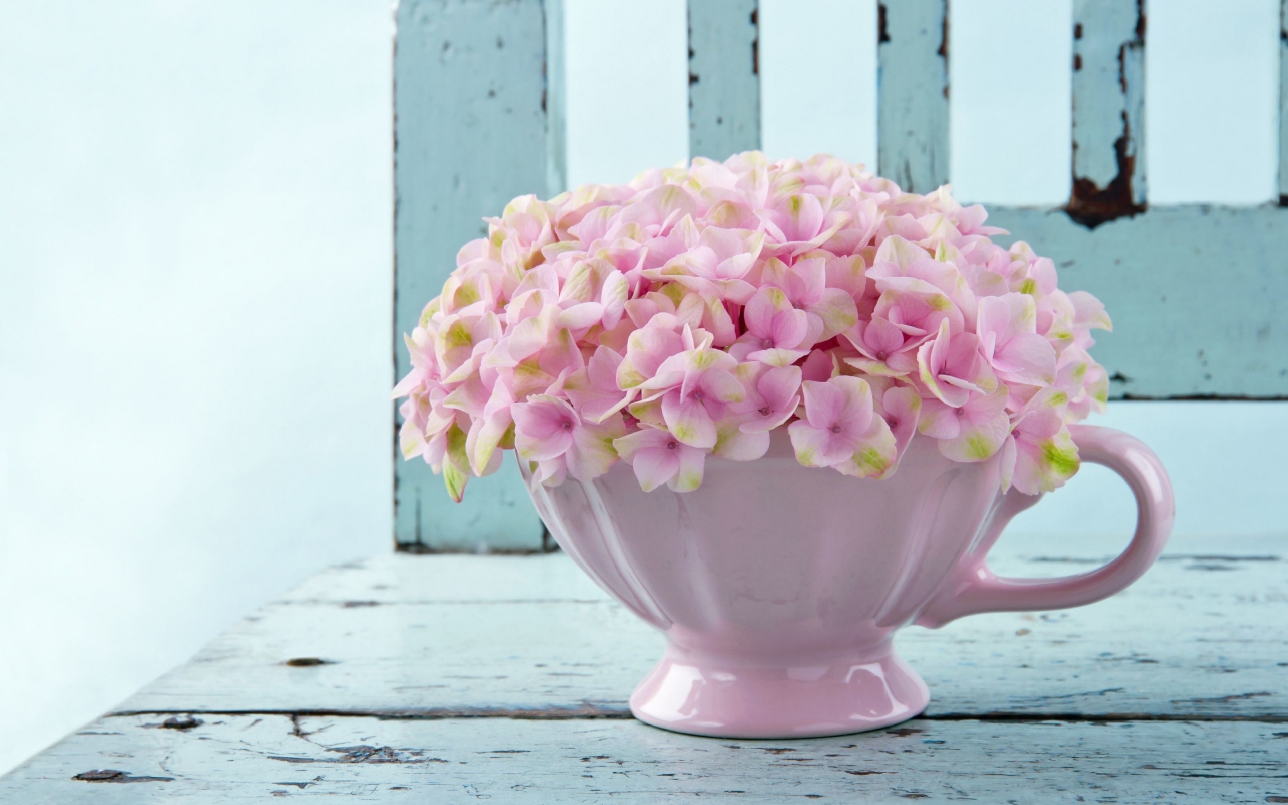 Téléchargez gratuitement l'image Fleurs, Bouquets, Plantes sur le bureau de votre PC