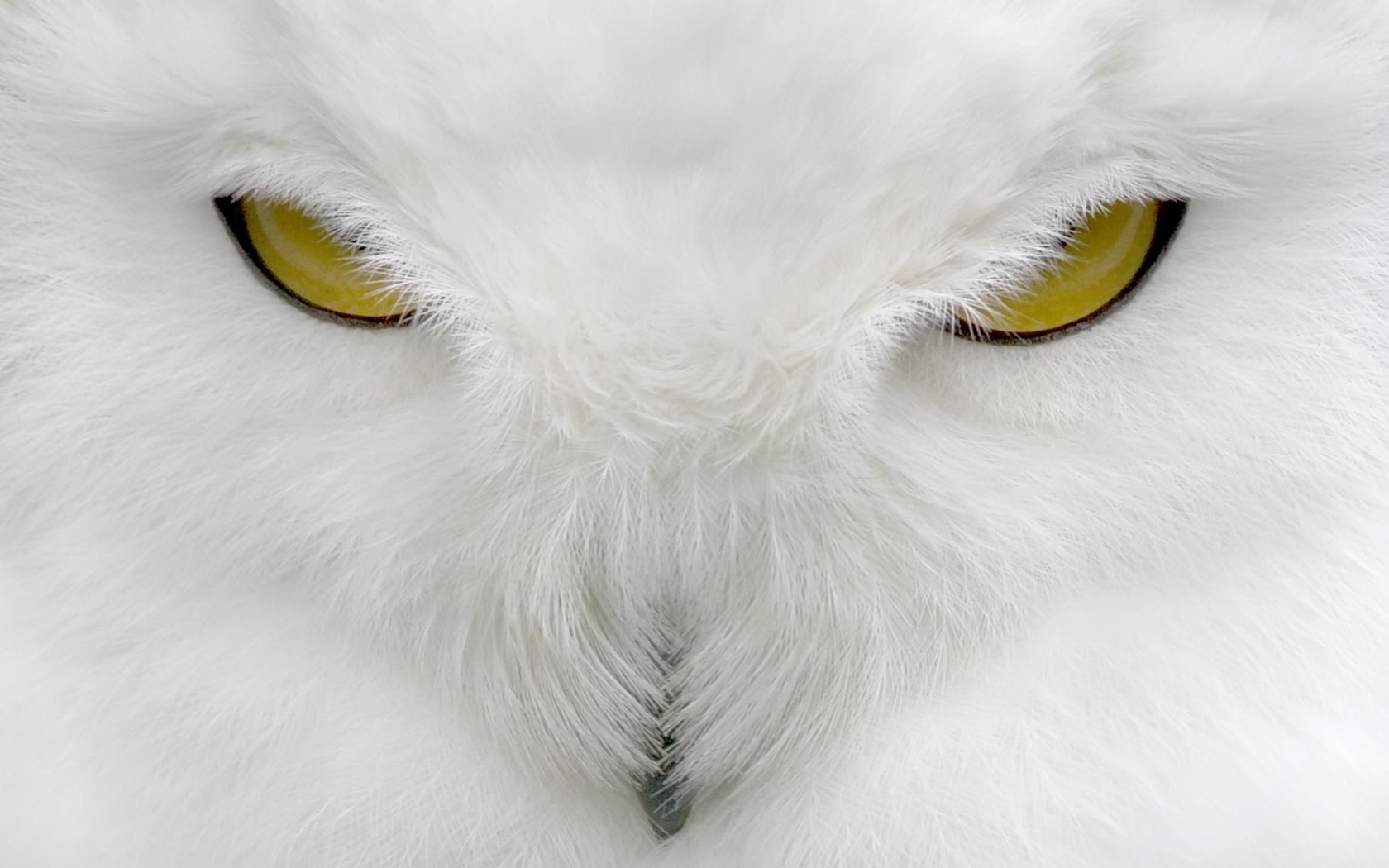 Desktop FHD owl, animals, gray