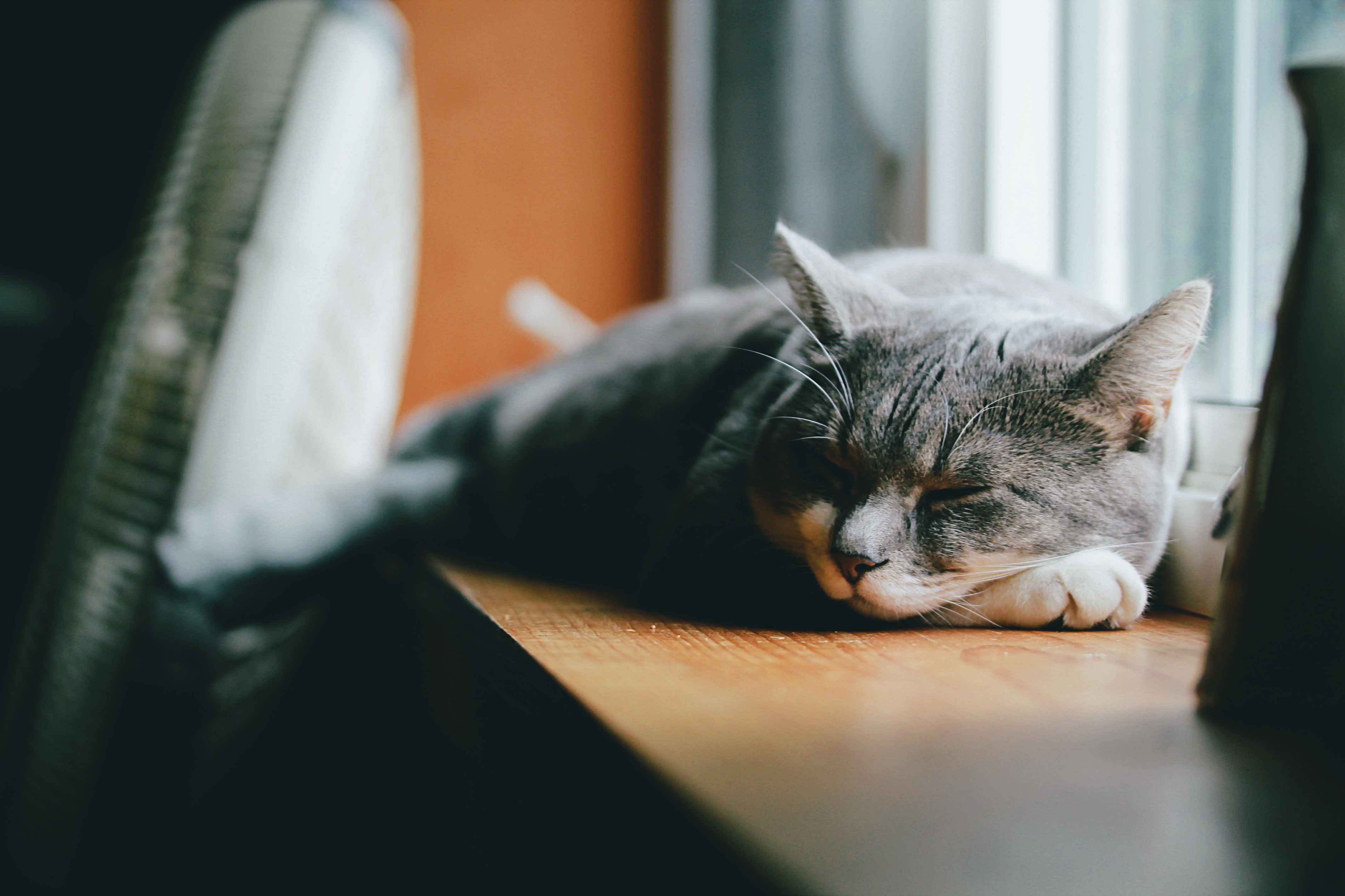 Free download wallpaper Cats, Cat, Animal, Sleeping on your PC desktop