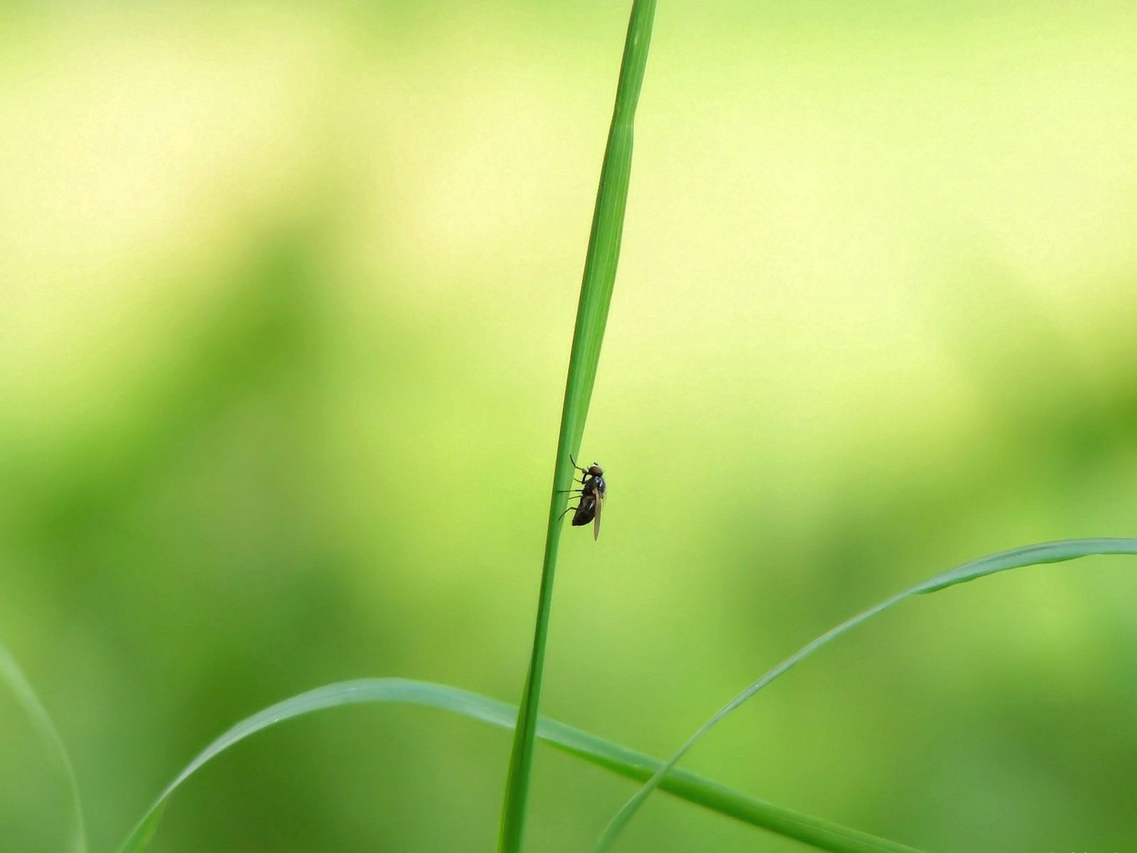 Download mobile wallpaper Macro, Grass, Glare, Insect, Light Coloured, Light for free.