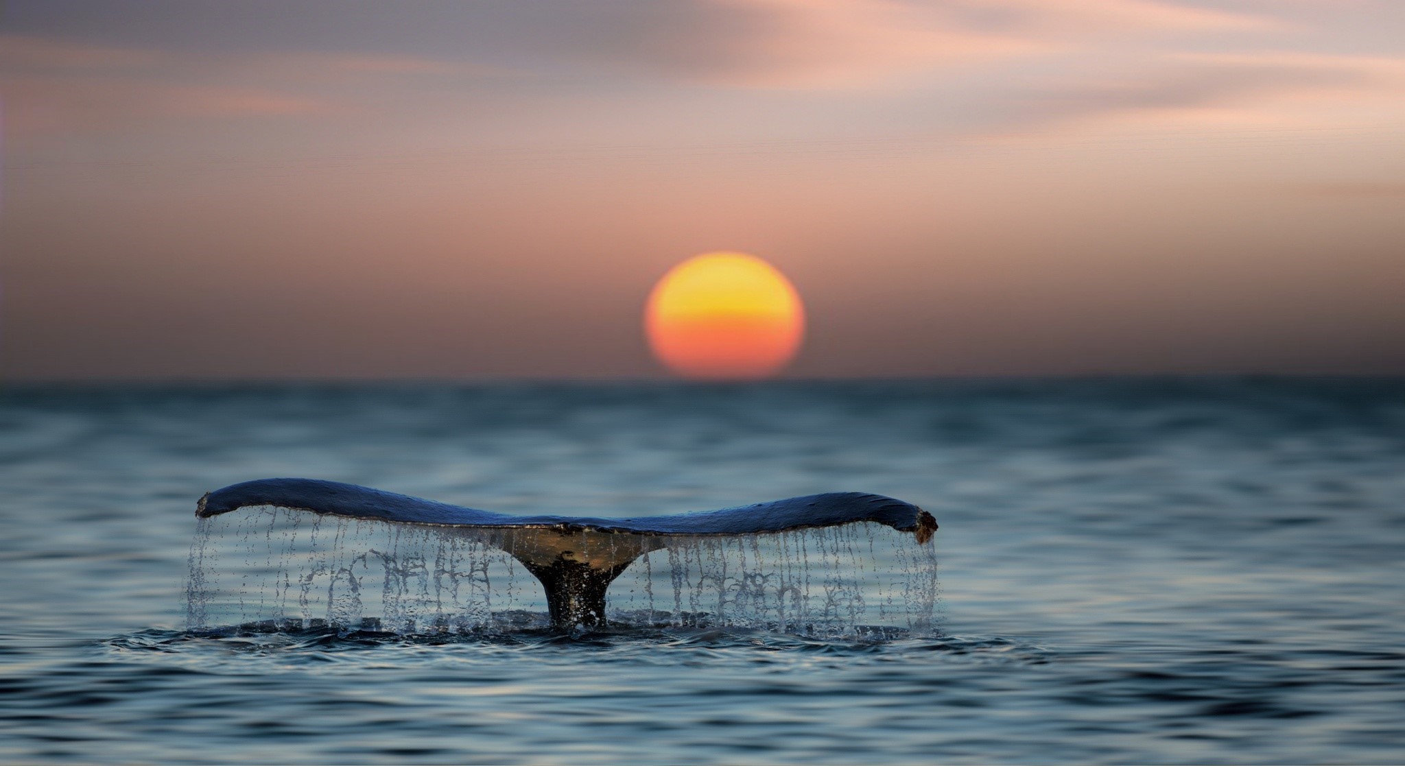 Handy-Wallpaper Tiere, Horizont, Ozean, Wal, Sonnenuntergang kostenlos herunterladen.