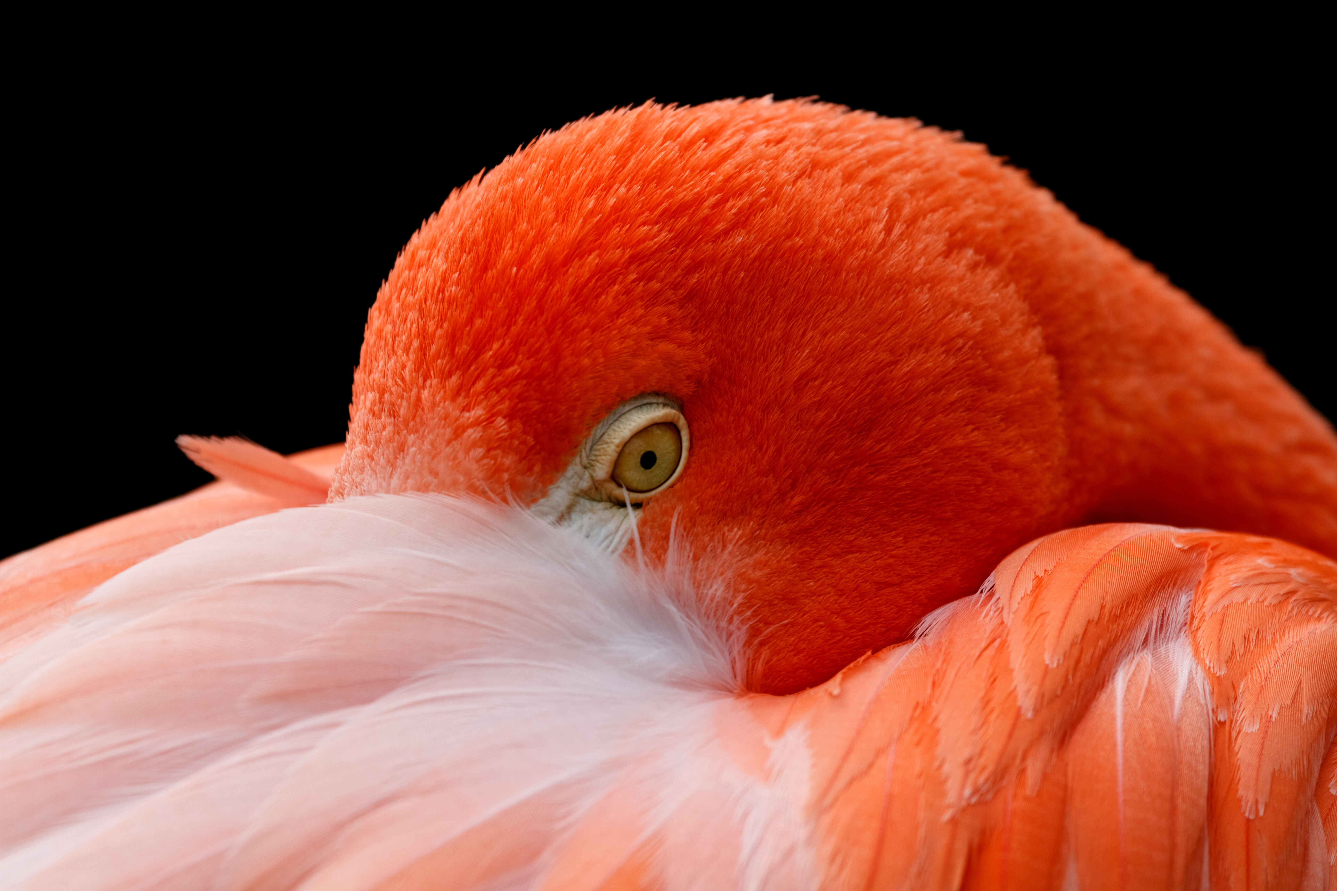 Baixe gratuitamente a imagem Animais, Aves, Flamingo, Pássaro, Fechar Se na área de trabalho do seu PC
