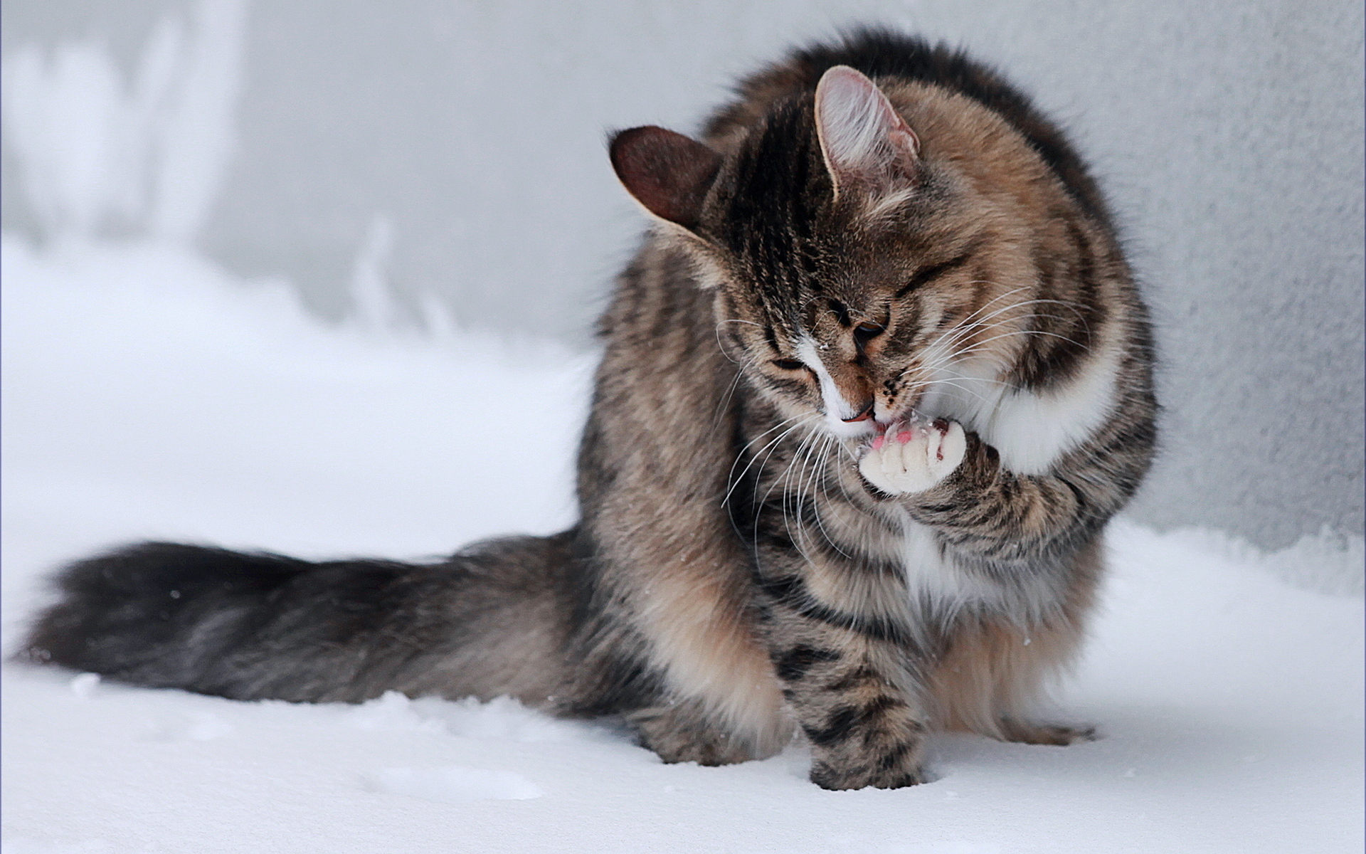 Baixe gratuitamente a imagem Animais, Gatos, Gato na área de trabalho do seu PC