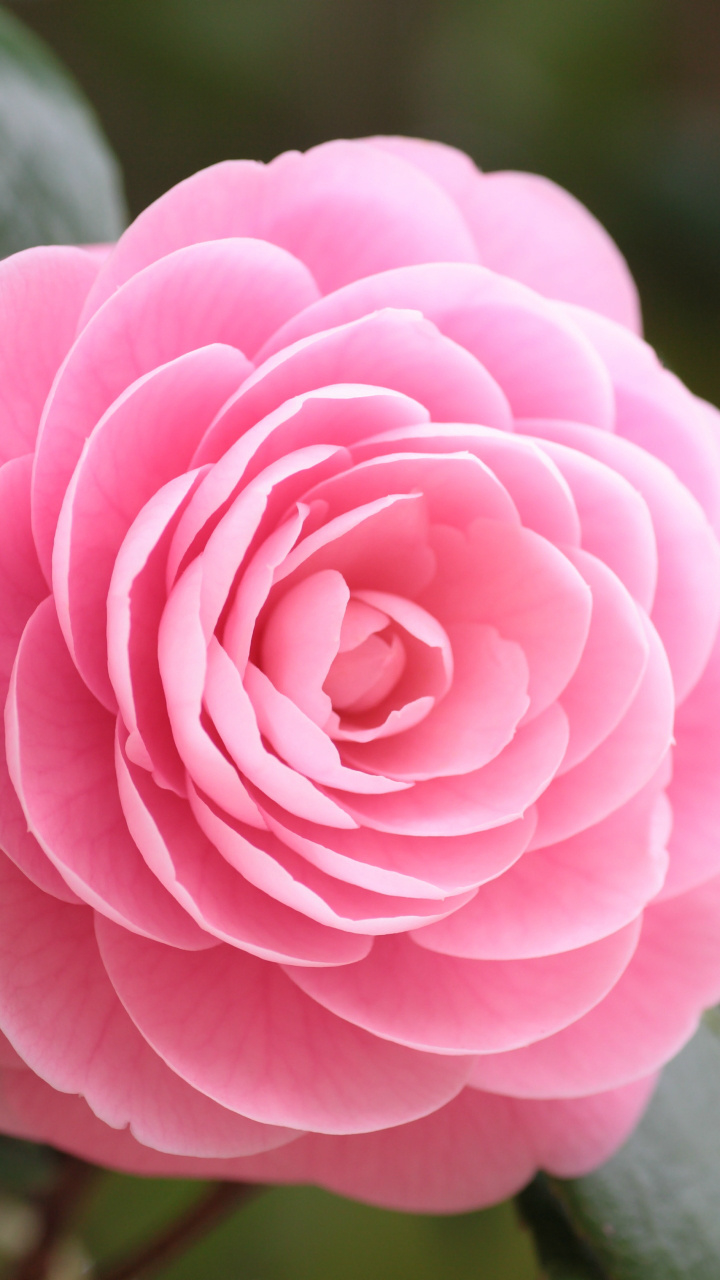 Download mobile wallpaper Flowers, Flower, Earth, Camellia, Pink Flower for free.