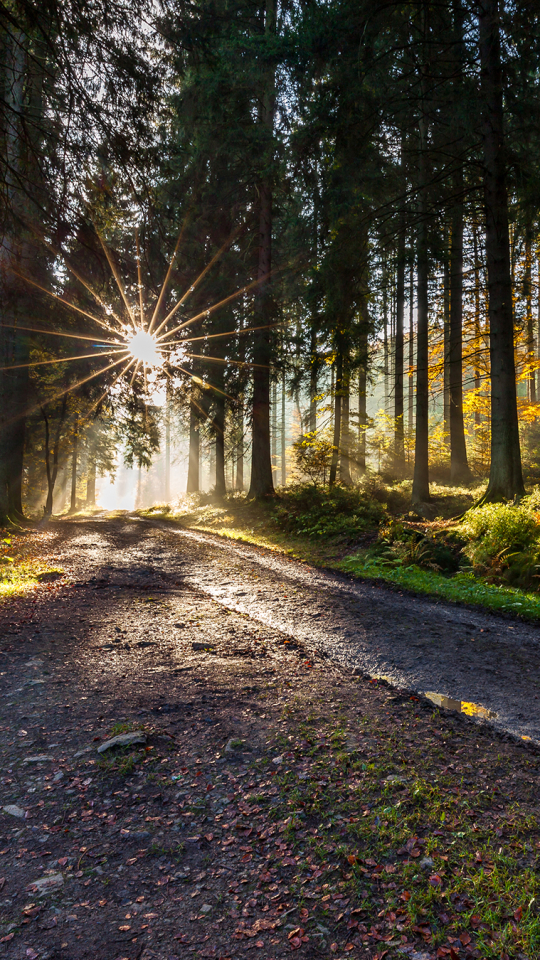 Download mobile wallpaper Nature, Forest, Tree, Earth, Path, Sunbeam, Sunbean for free.