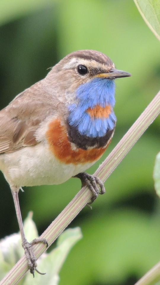 Descarga gratuita de fondo de pantalla para móvil de Animales, Aves, Ave.