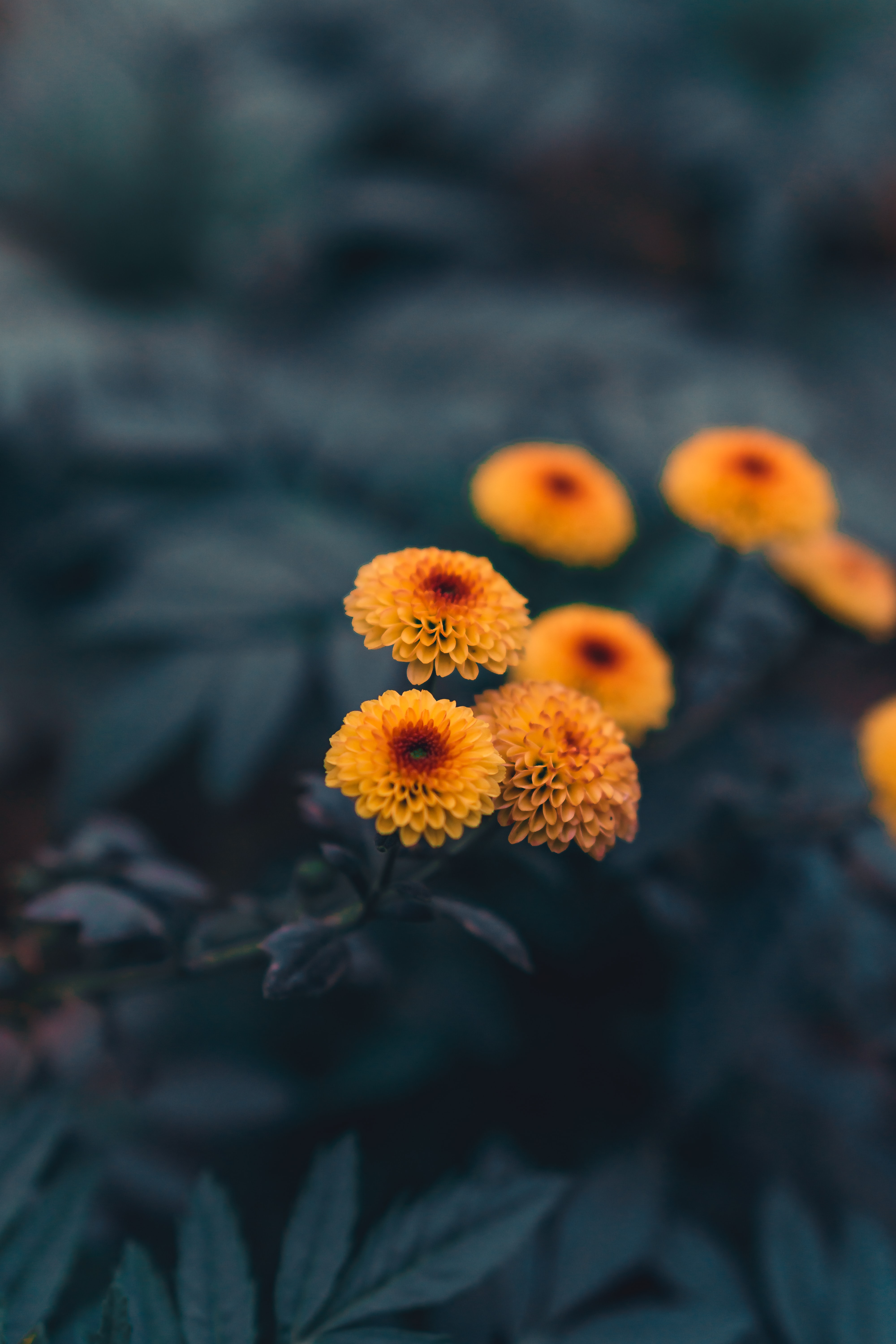 plant, yellow, flowers, daisies
