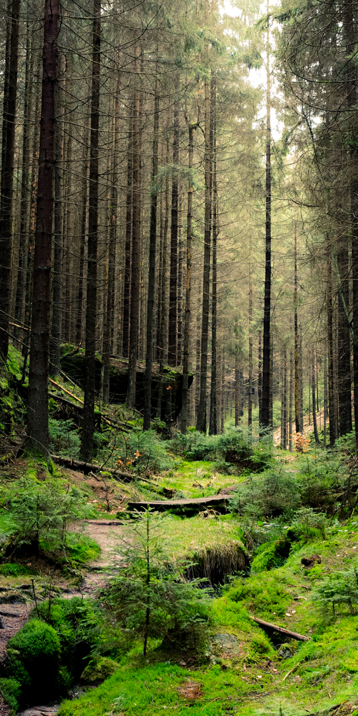 無料モバイル壁紙木, 森, 地球, 密林をダウンロードします。