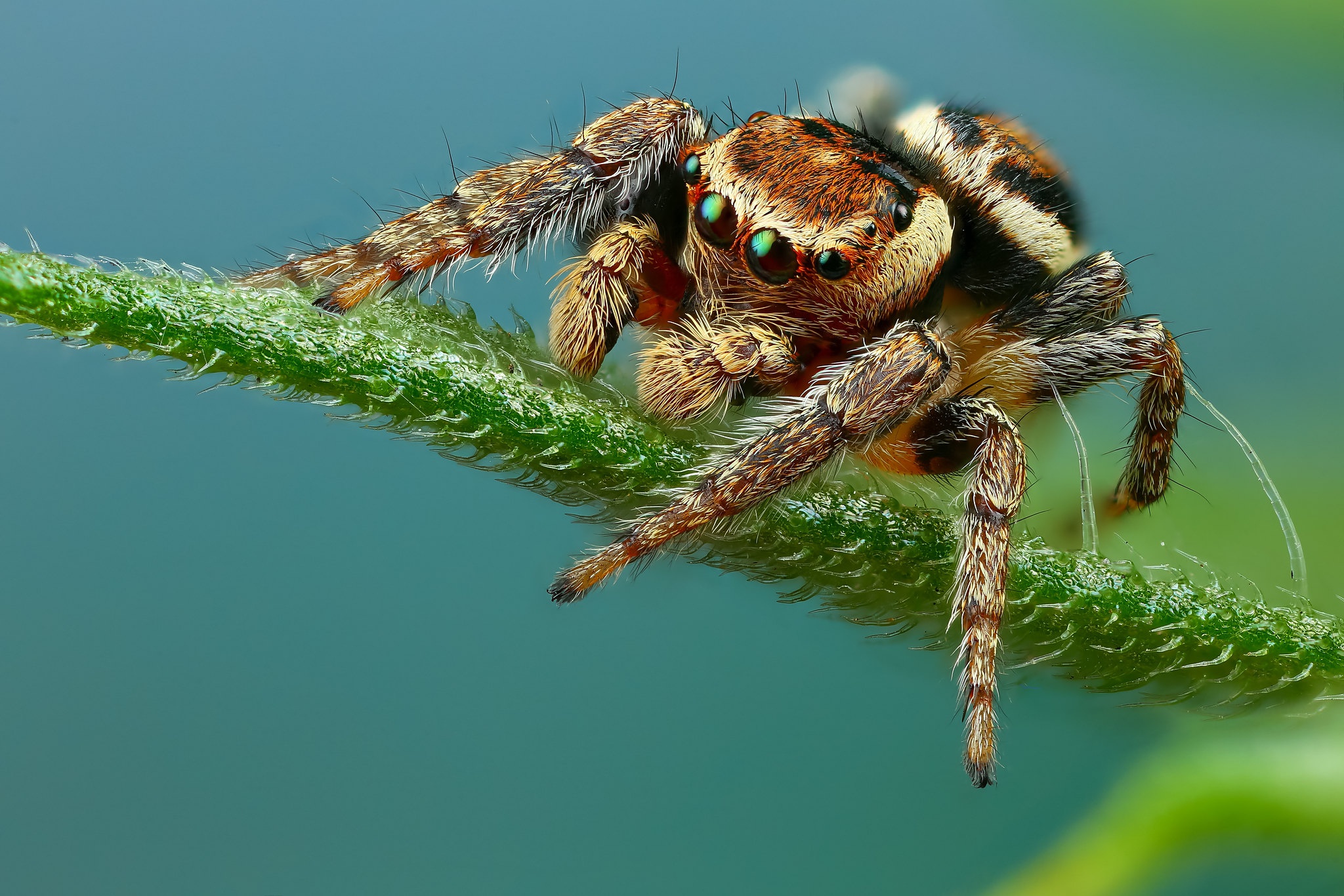 Laden Sie das Tiere, Makro, Spinne, Spinnentier, Spinnen-Bild kostenlos auf Ihren PC-Desktop herunter
