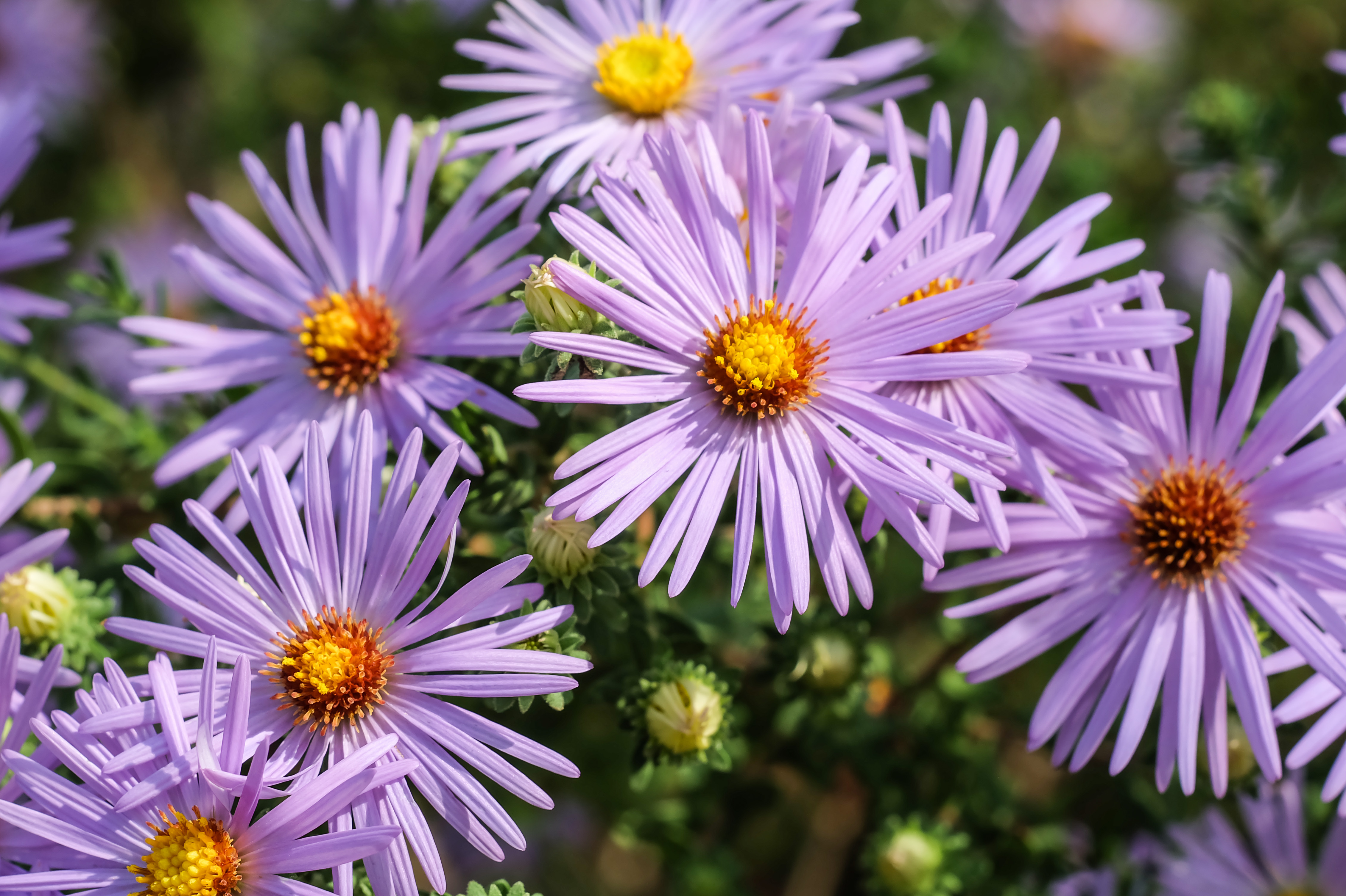 Download mobile wallpaper Nature, Flowers, Flower, Earth, Daisy, Purple Flower for free.