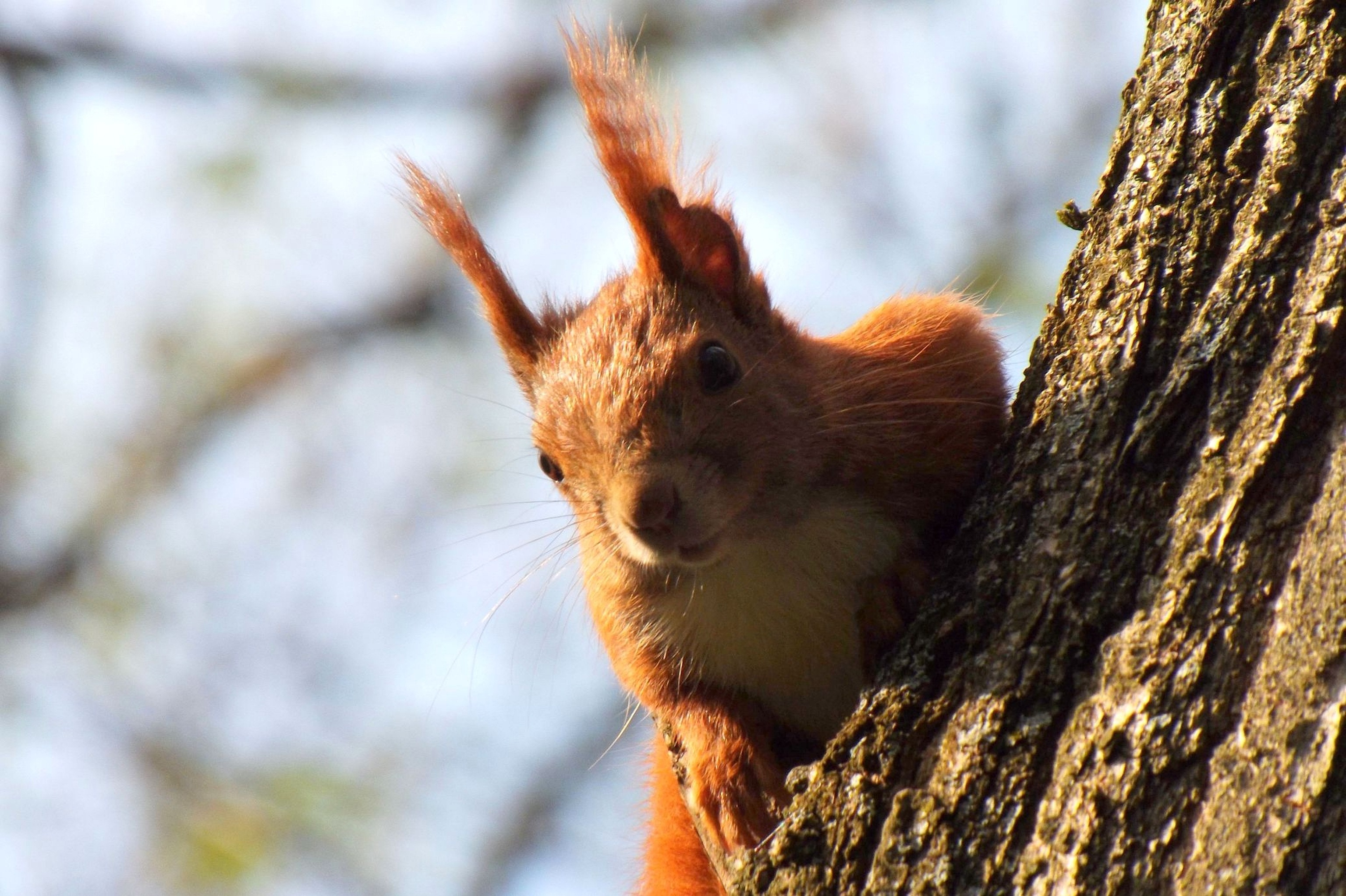 110008 télécharger l'image écureuil, animaux, bois, arbre, montée, grimper - fonds d'écran et économiseurs d'écran gratuits