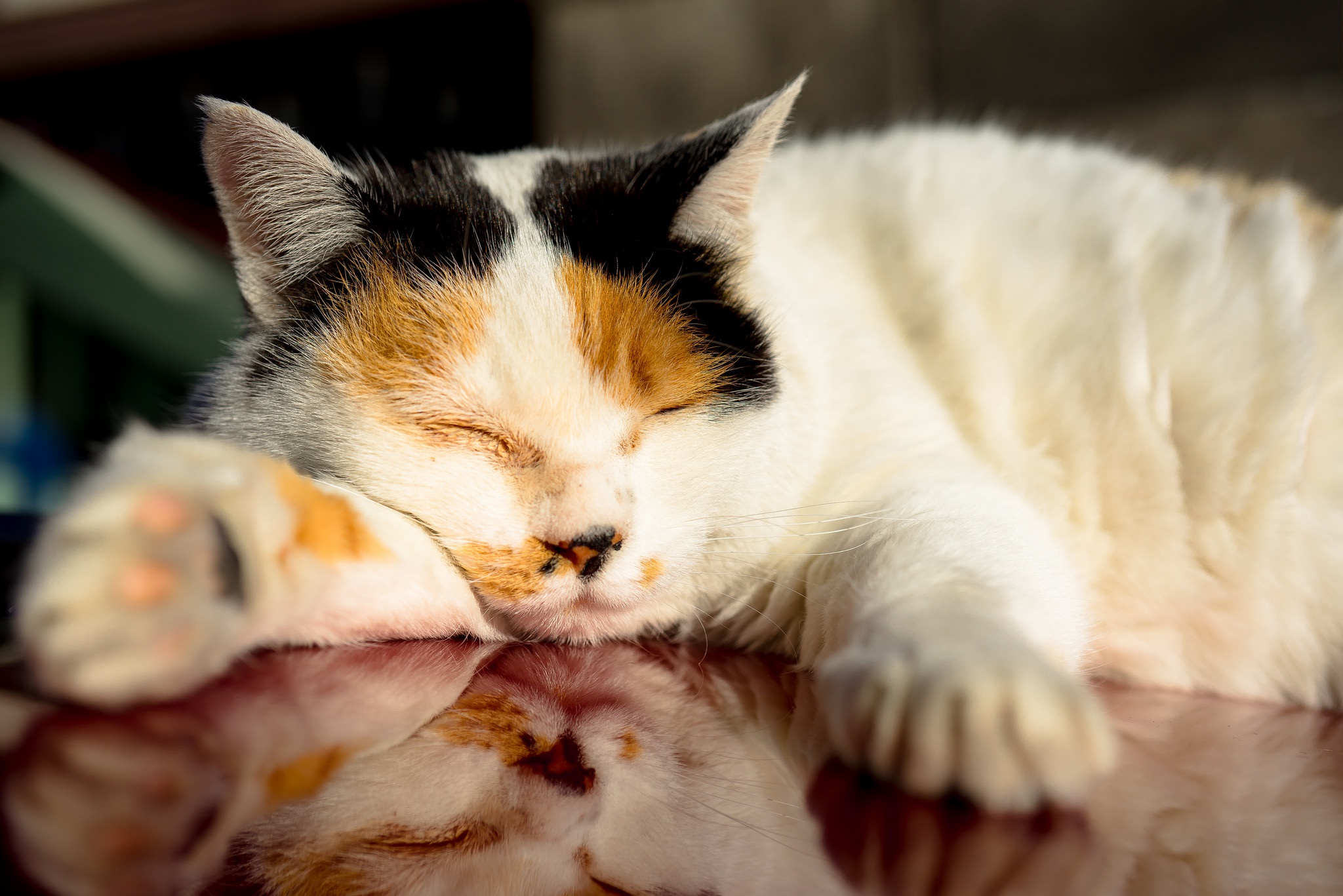 Baixar papel de parede para celular de Animais, Gatos, Gato, Dormindo, Reflecção gratuito.