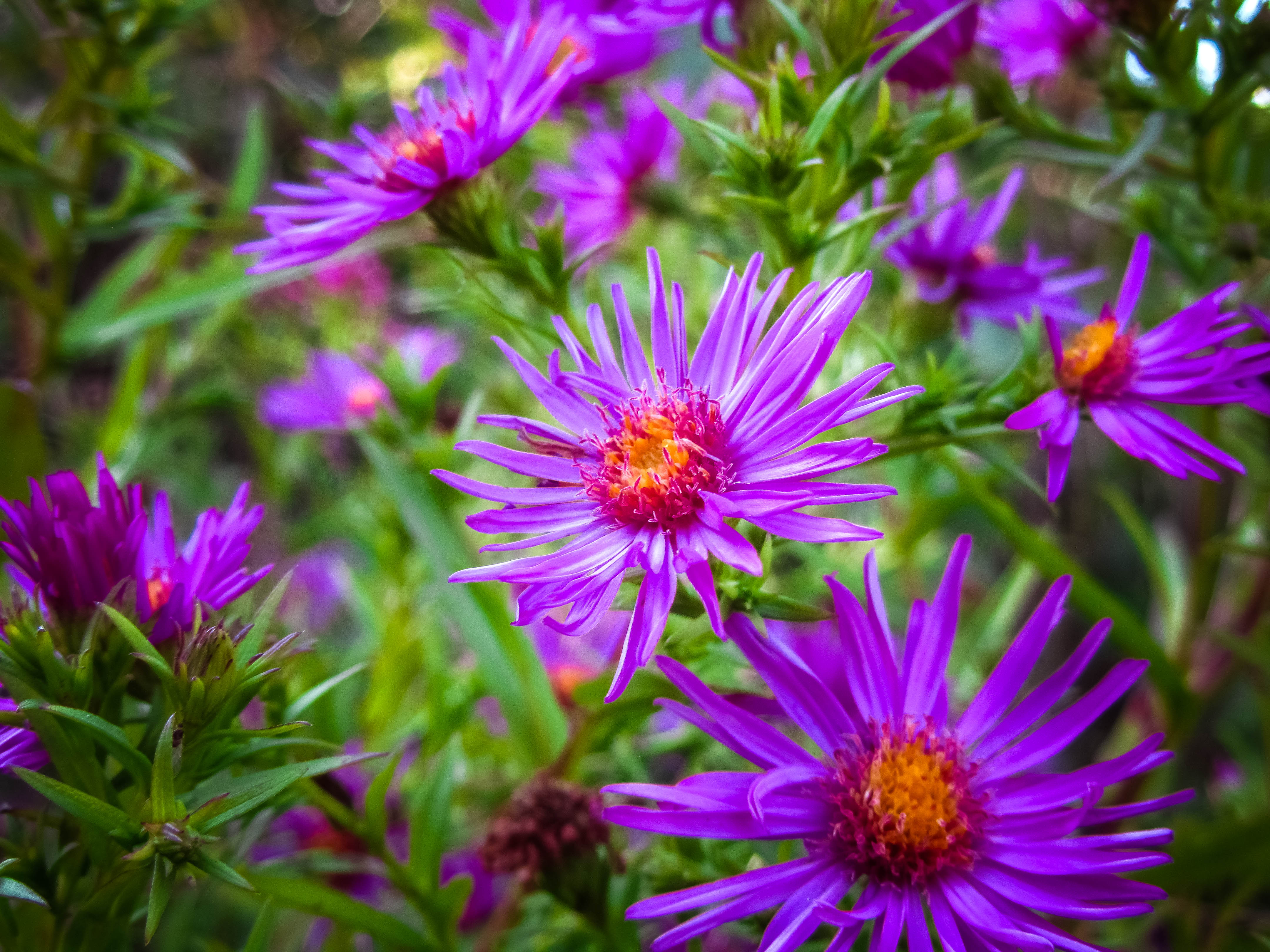 PCデスクトップにフラワーズ, 花, 地球, 紫色の花画像を無料でダウンロード