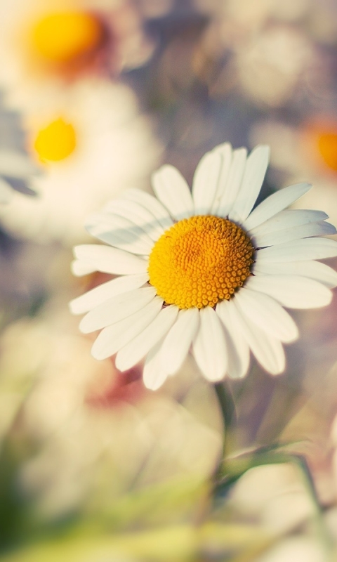 Descarga gratuita de fondo de pantalla para móvil de Flores, Flor, Tierra/naturaleza.