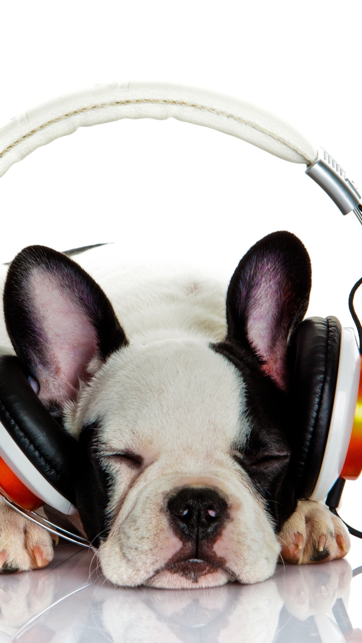 Download mobile wallpaper Dogs, Headphones, Dog, Animal, Sleeping, French Bulldog for free.