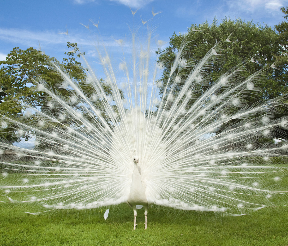 Baixar papel de parede para celular de Animais, Aves, Pássaro, Pavão gratuito.