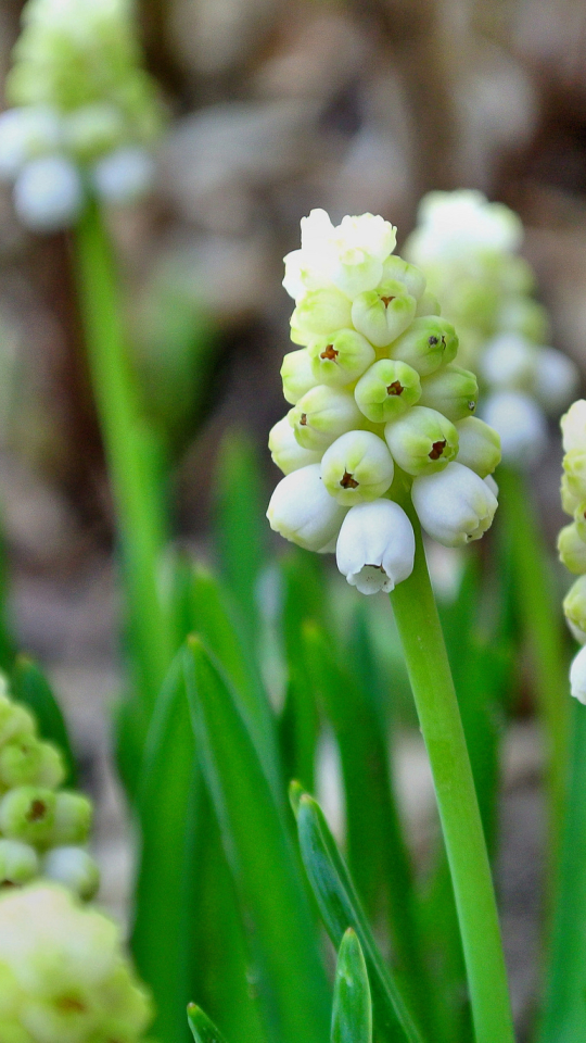 Handy-Wallpaper Blumen, Blume, Erde/natur kostenlos herunterladen.