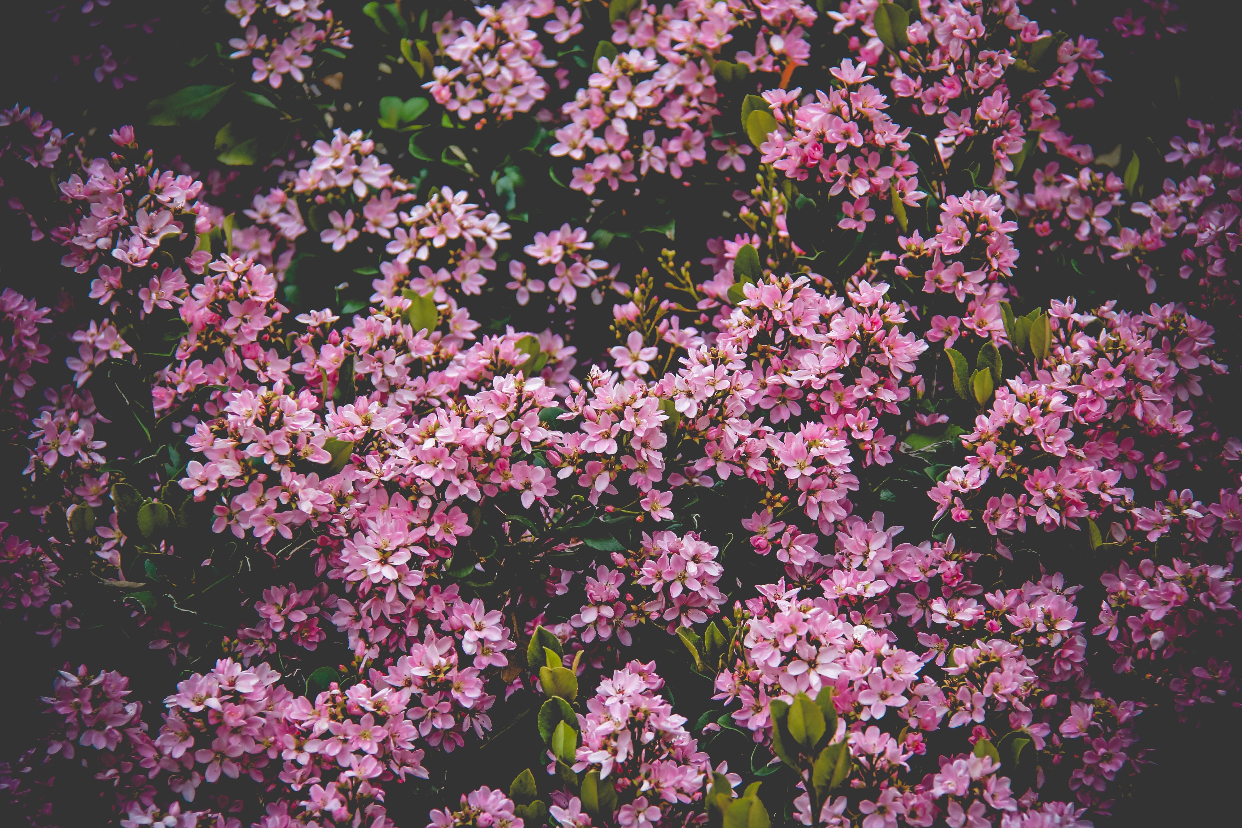 無料モバイル壁紙ブッシュ, 咲く, フラワーズ, 開花をダウンロードします。
