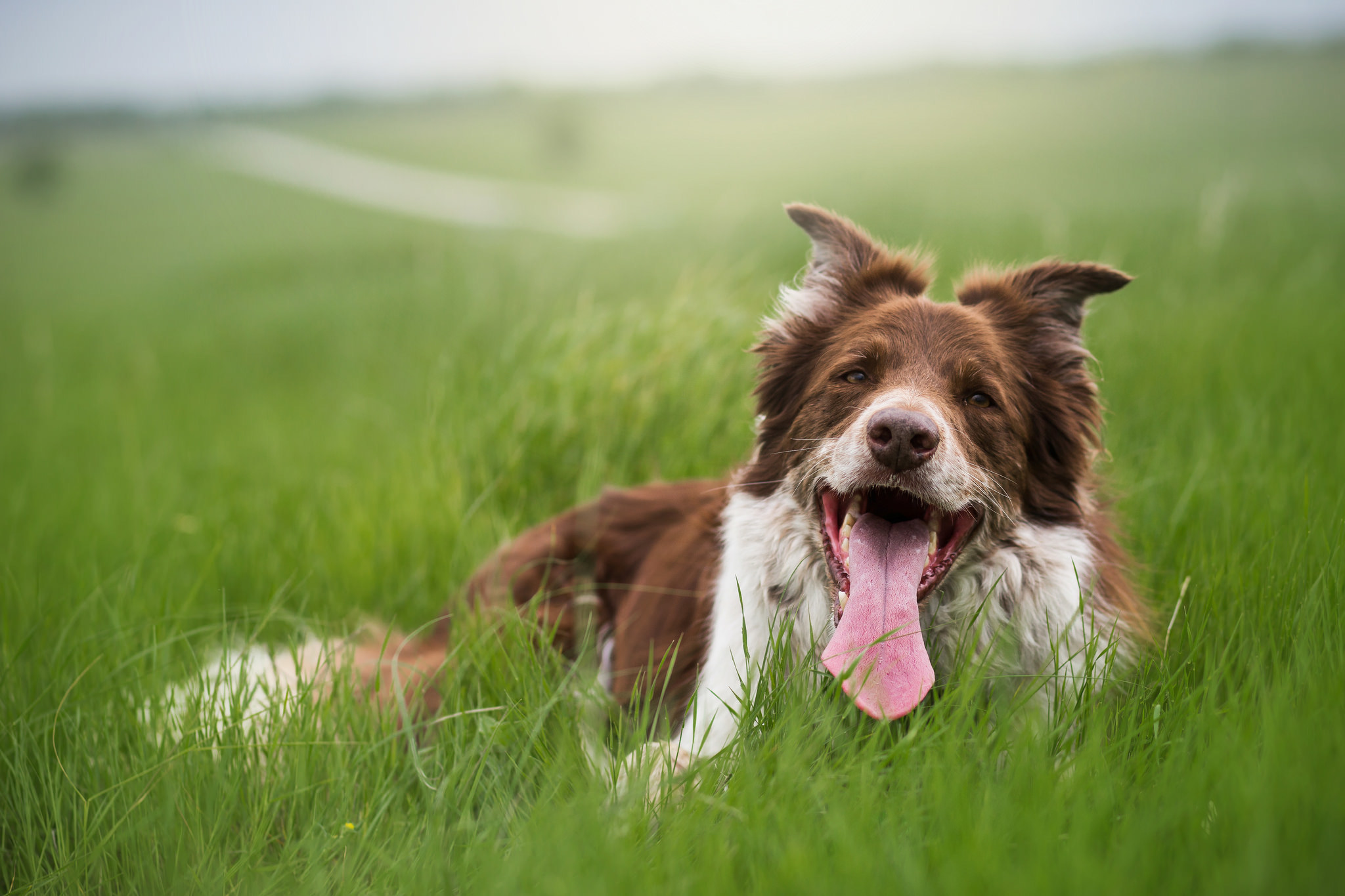 Free download wallpaper Grass, Dog, Tongue Stuck Out, Protruding Tongue, Animals on your PC desktop