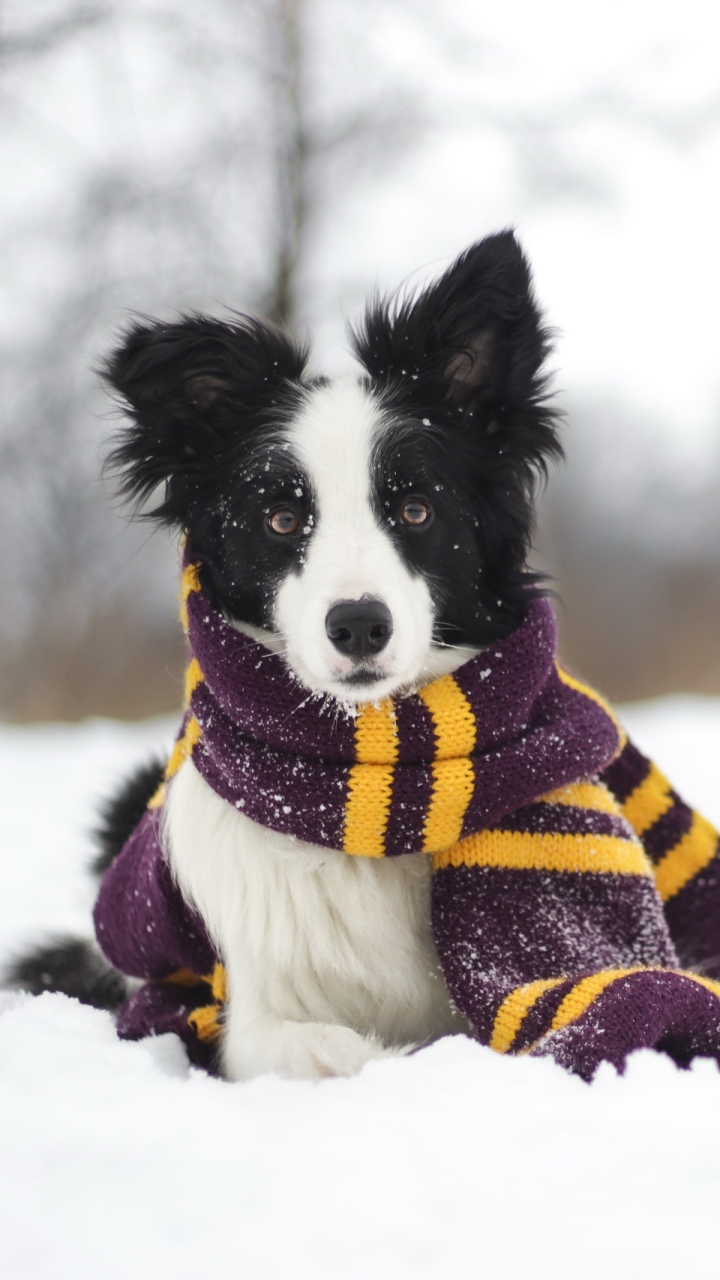 Download mobile wallpaper Winter, Dogs, Dog, Animal, Scarf, Border Collie, Depth Of Field for free.