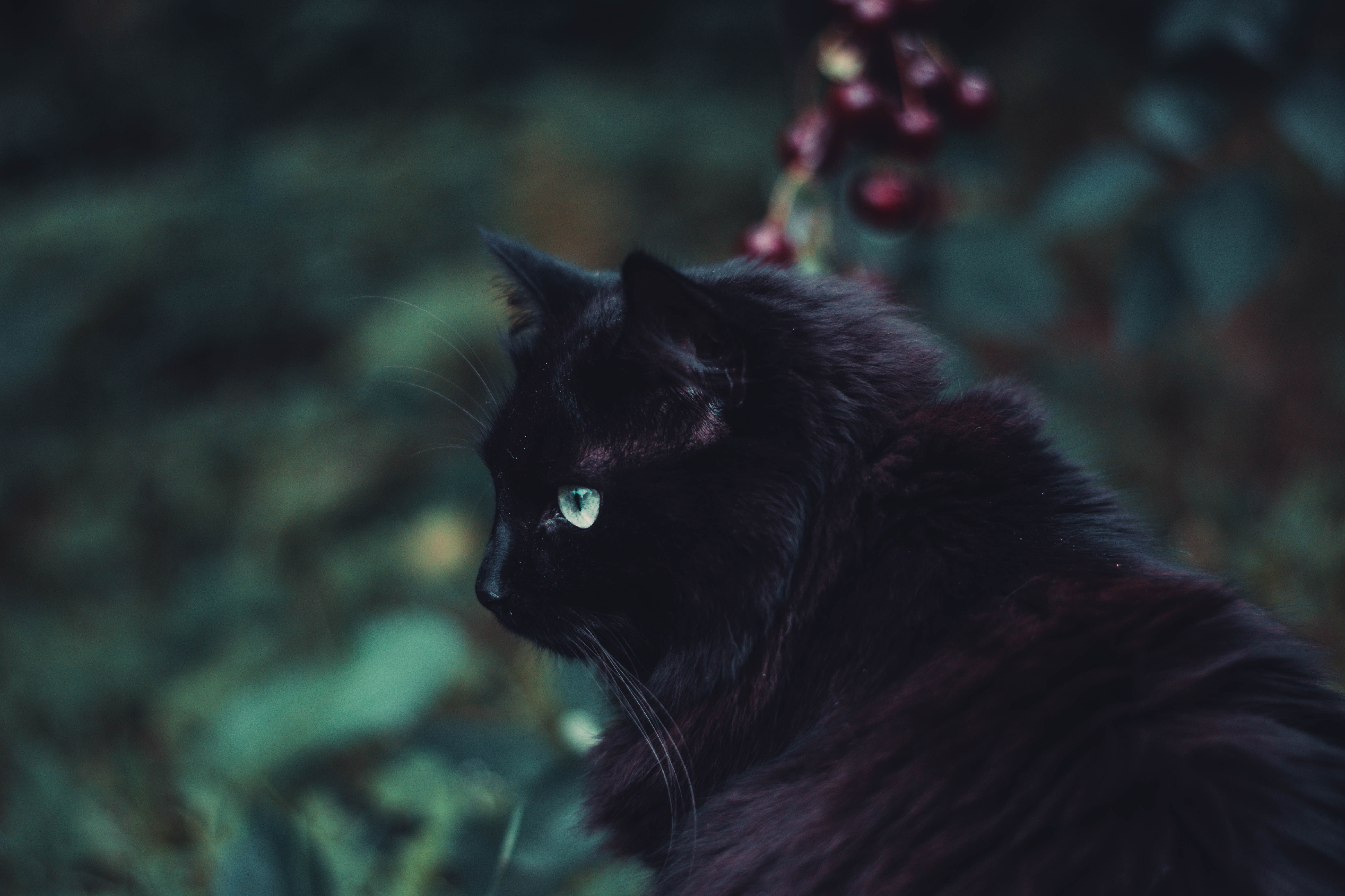 84945 скачать картинку черный кот, пушистый, кот, животные, взгляд - обои и заставки бесплатно