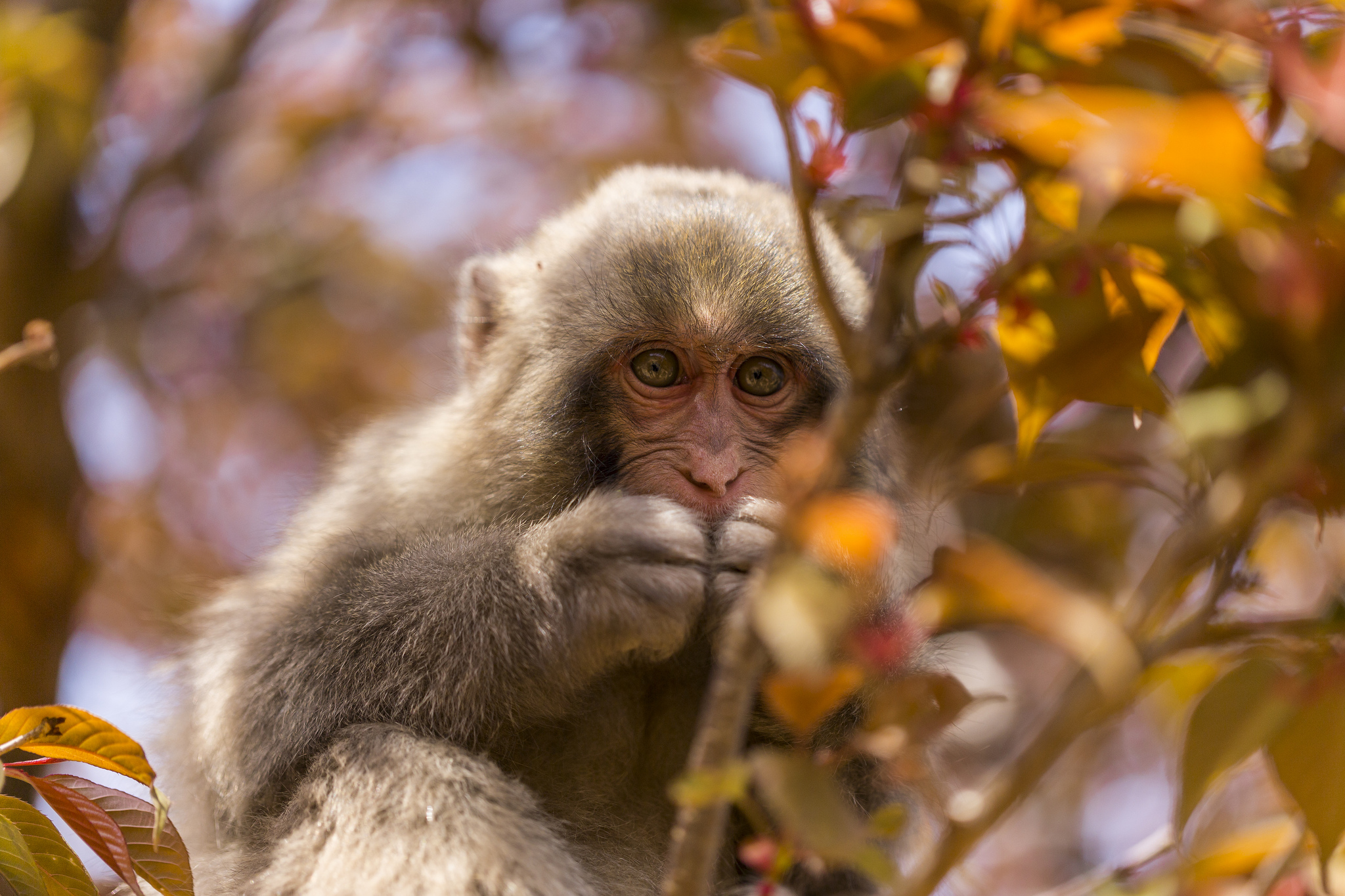 Descarga gratis la imagen Animales, Monos, Mono, Difuminado en el escritorio de tu PC