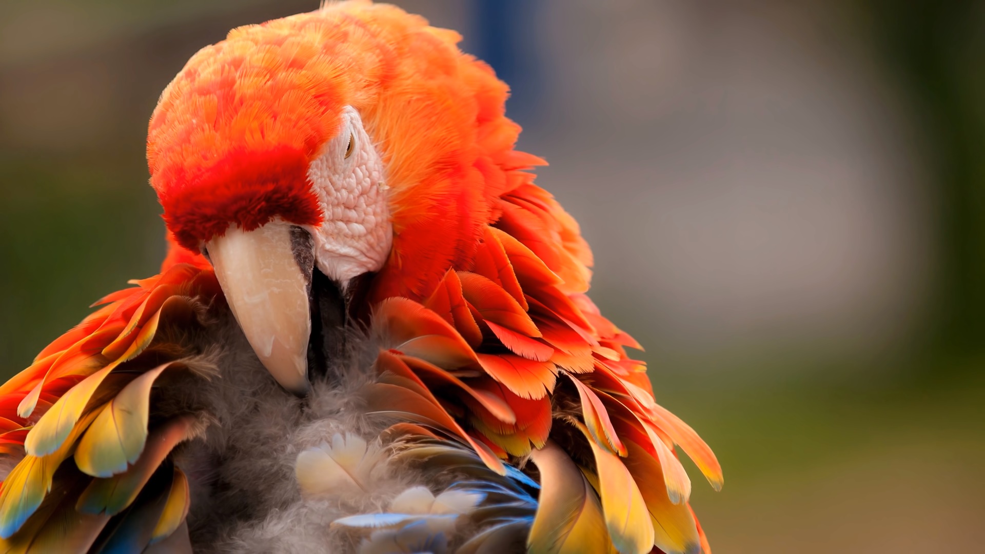 Laden Sie das Tiere, Vögel, Vogel, Papagei, Hellroter Ara-Bild kostenlos auf Ihren PC-Desktop herunter